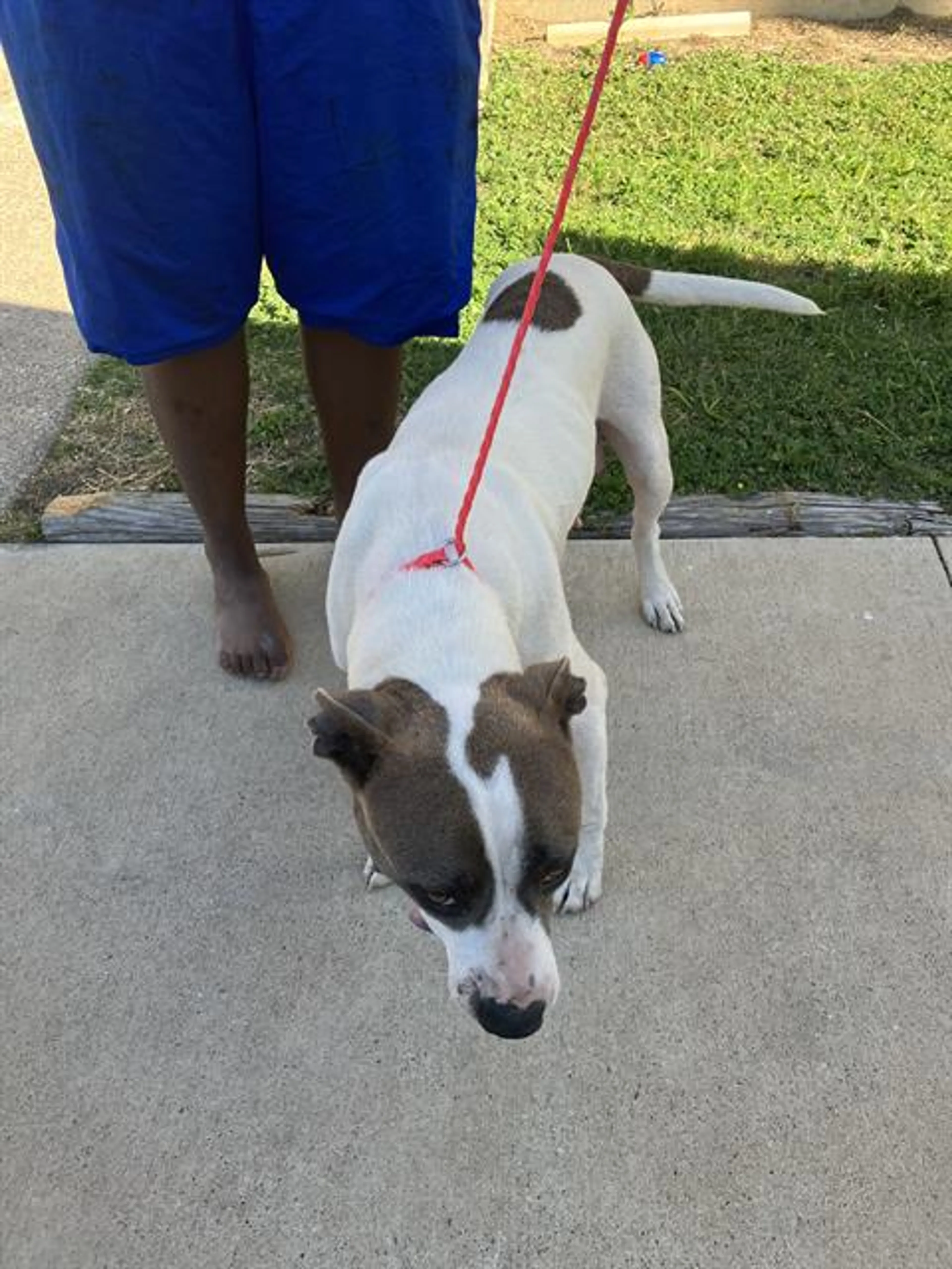Found pet