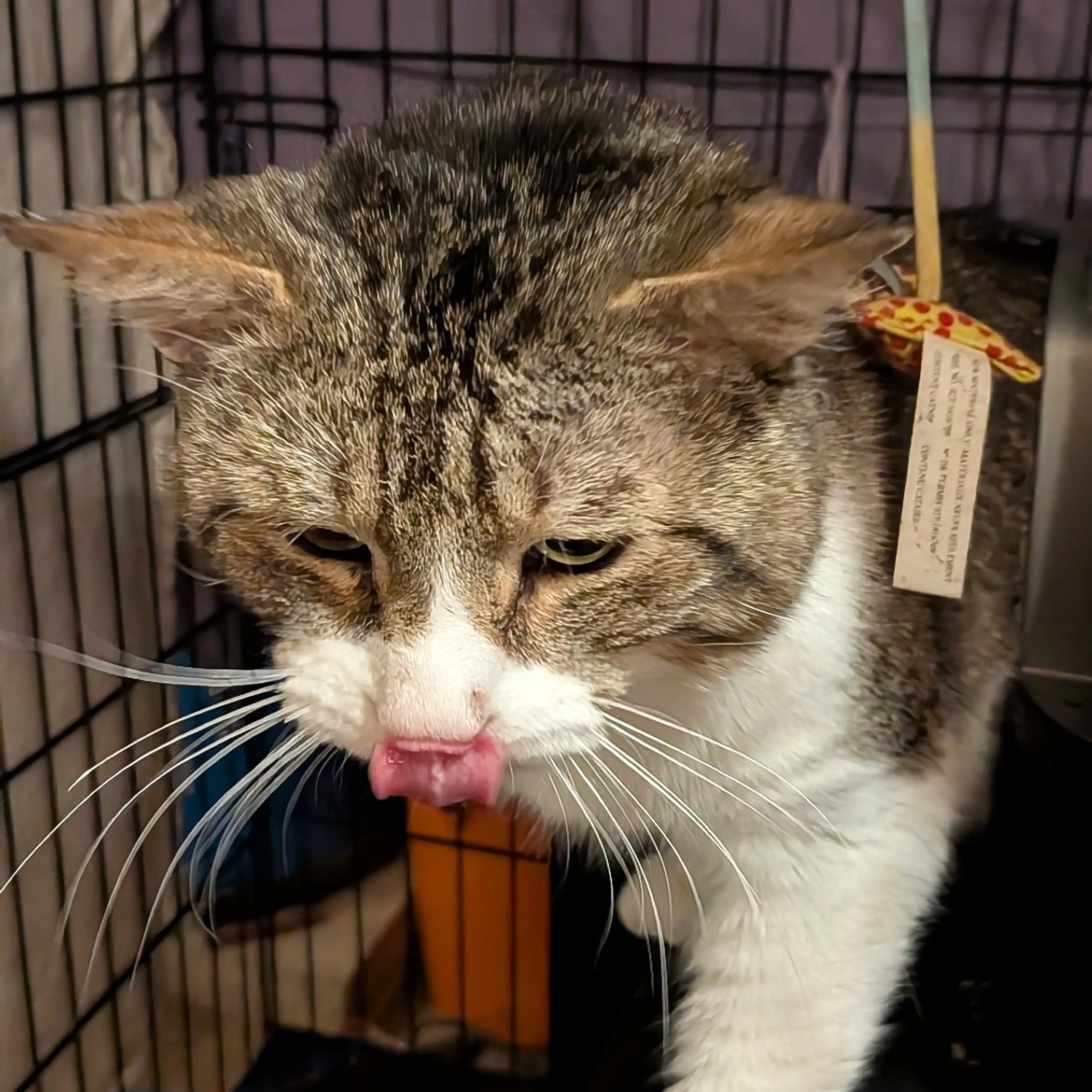 Found pet-1