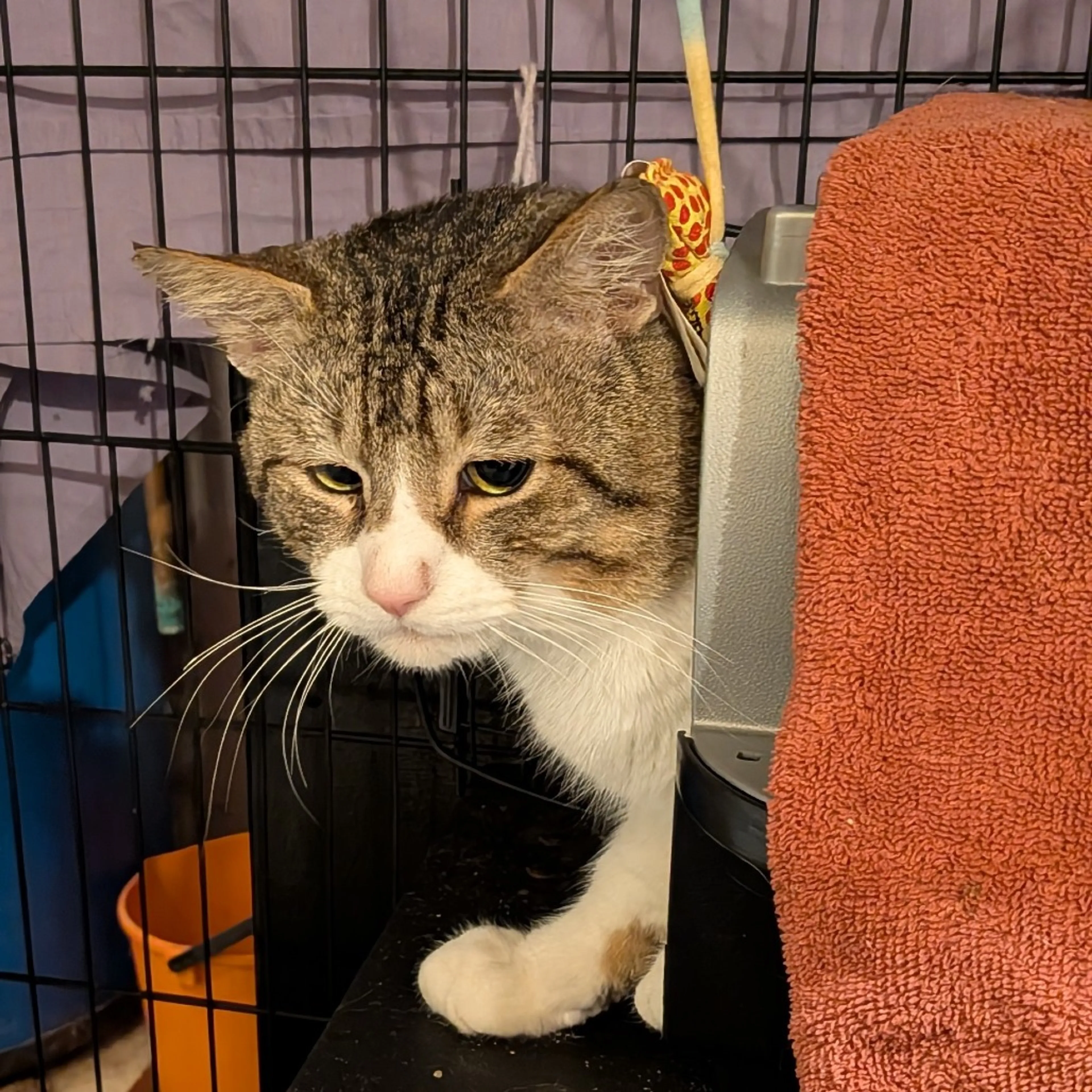 Found pet-0
