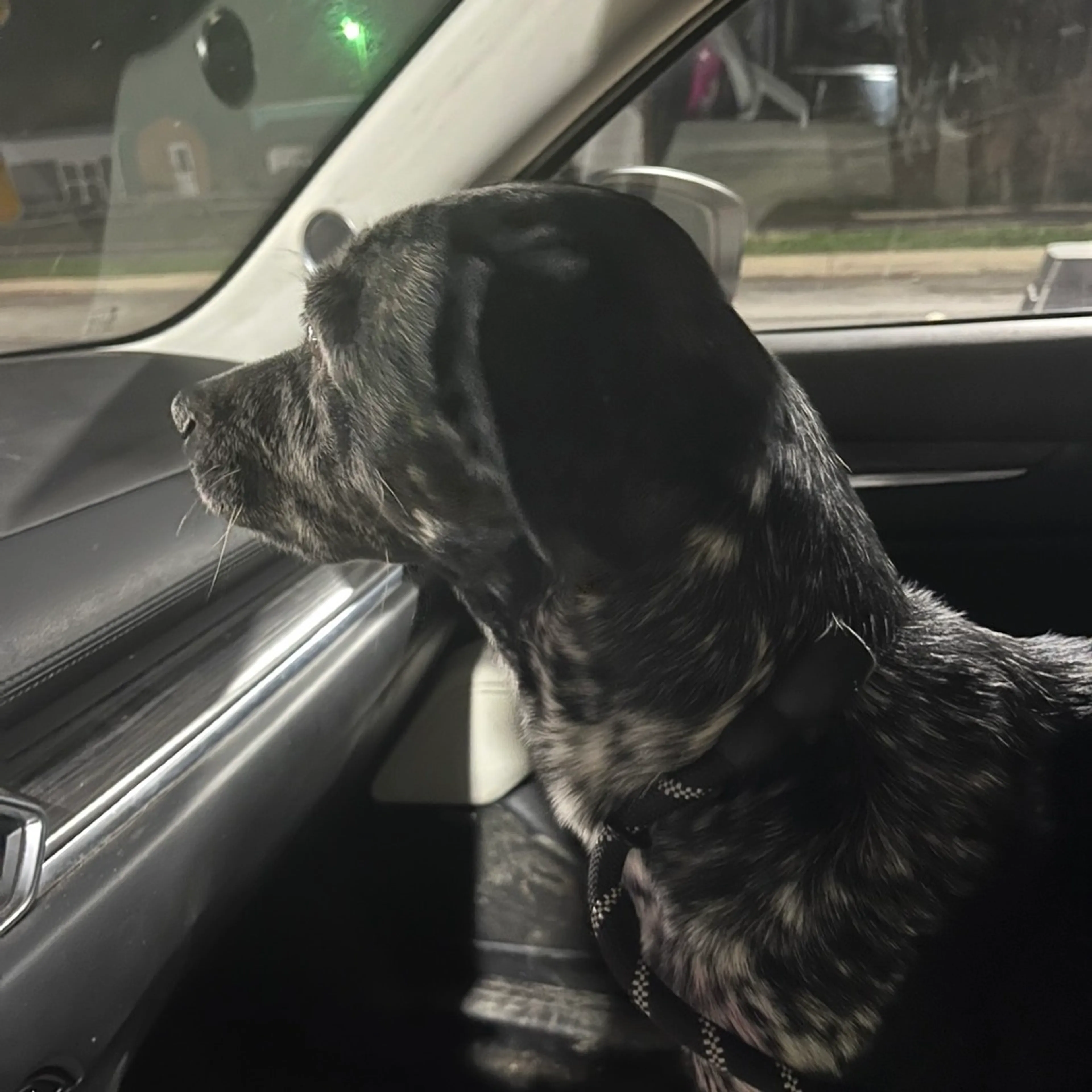 Found pet
