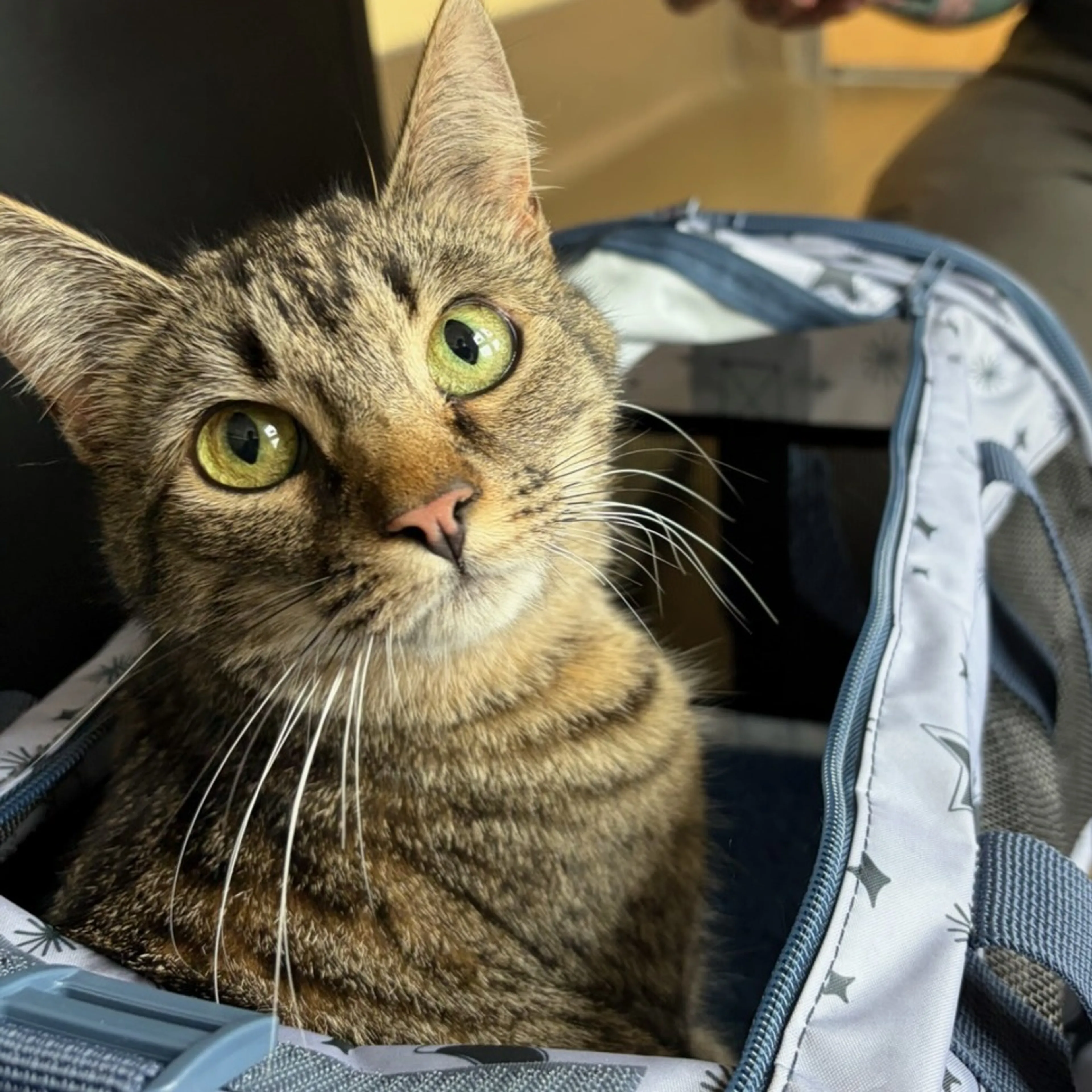 Found pet