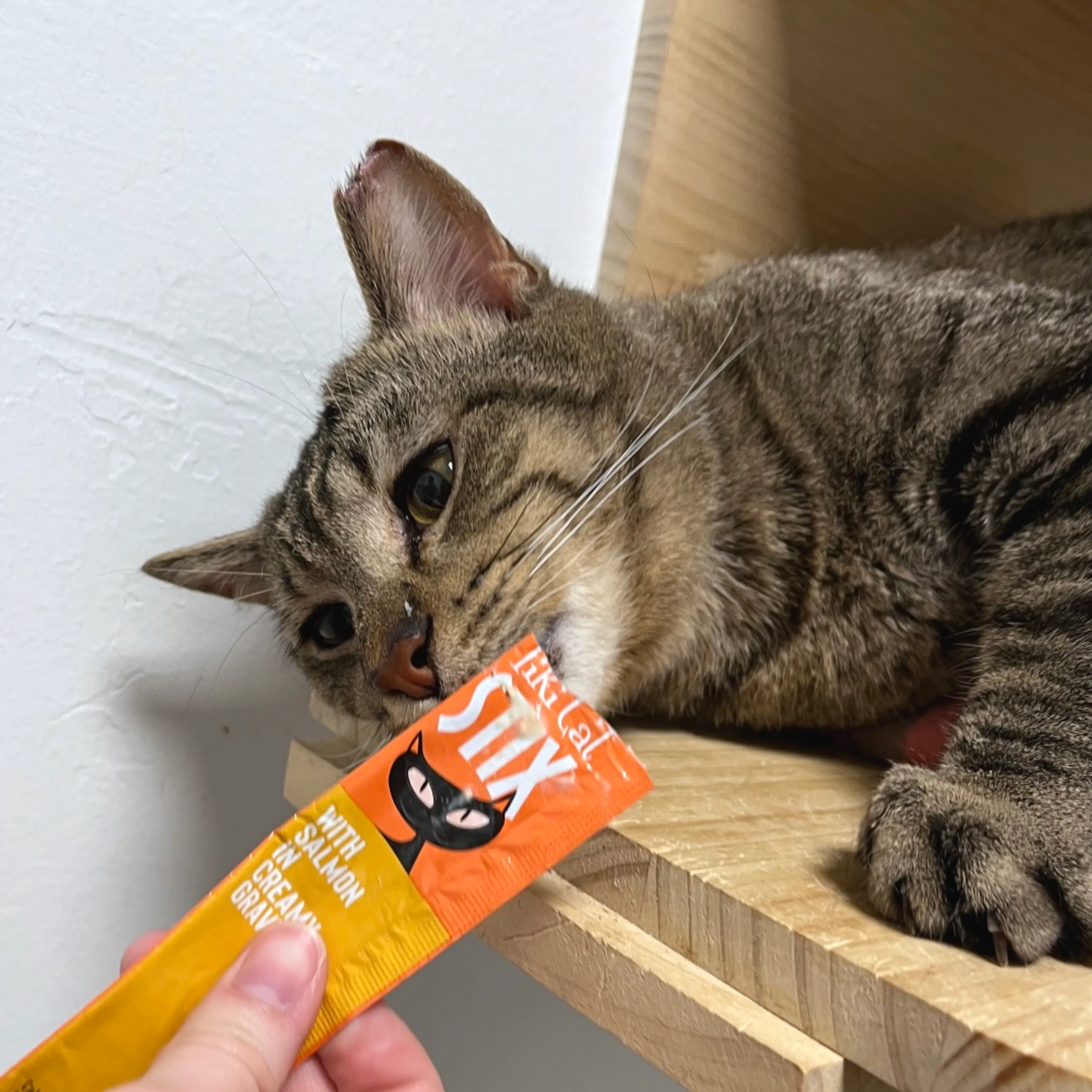 Found pet-3