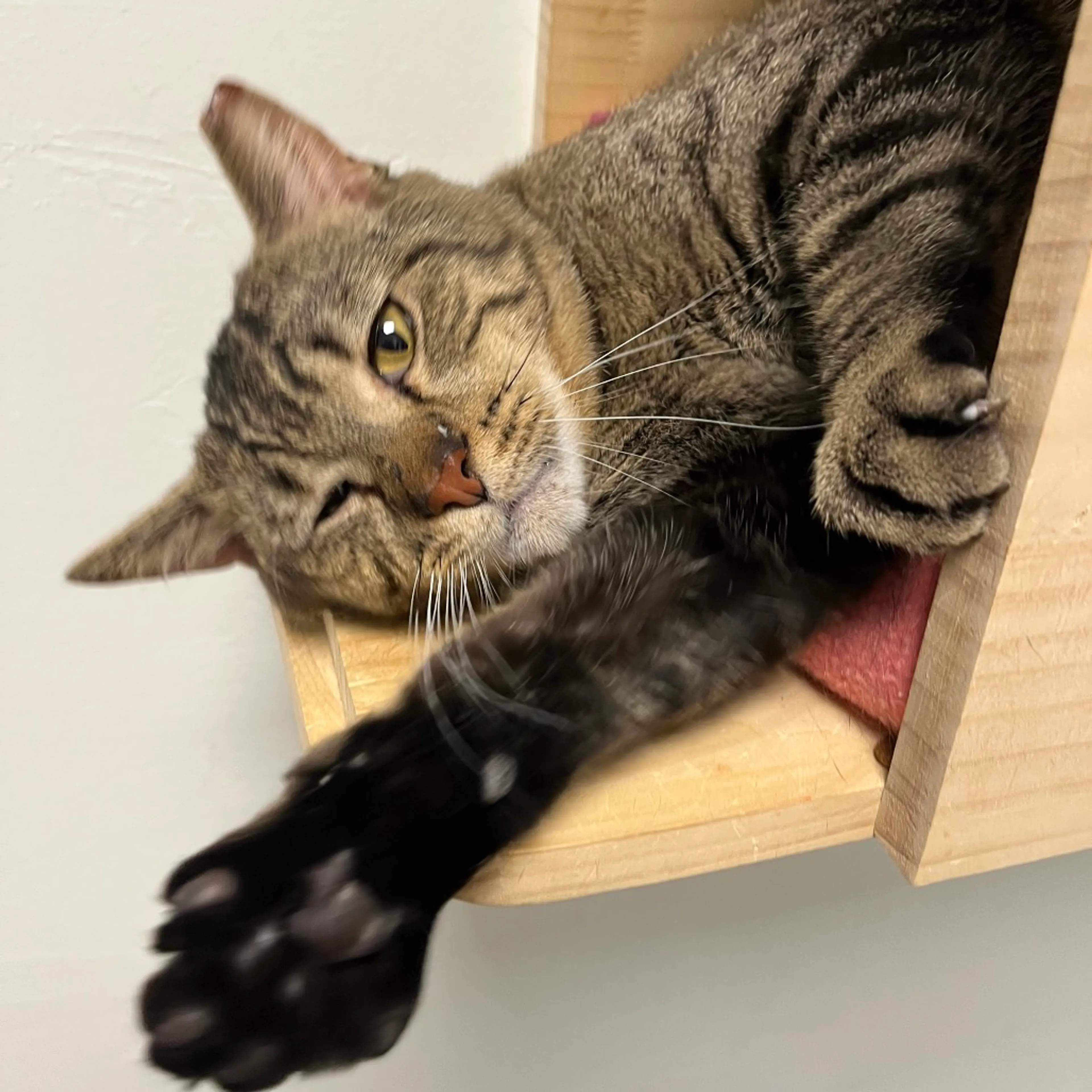 Found pet-1