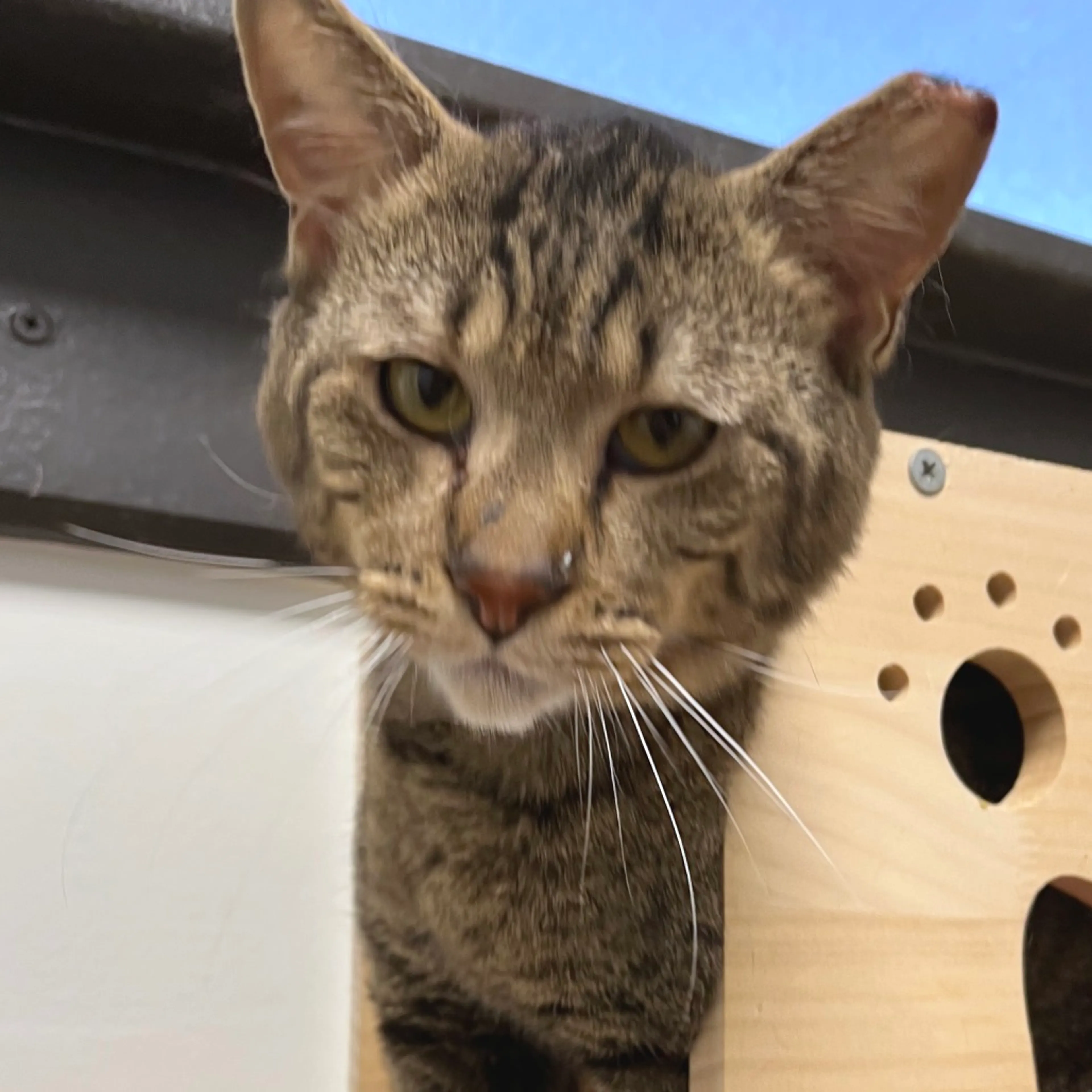 Found pet-2