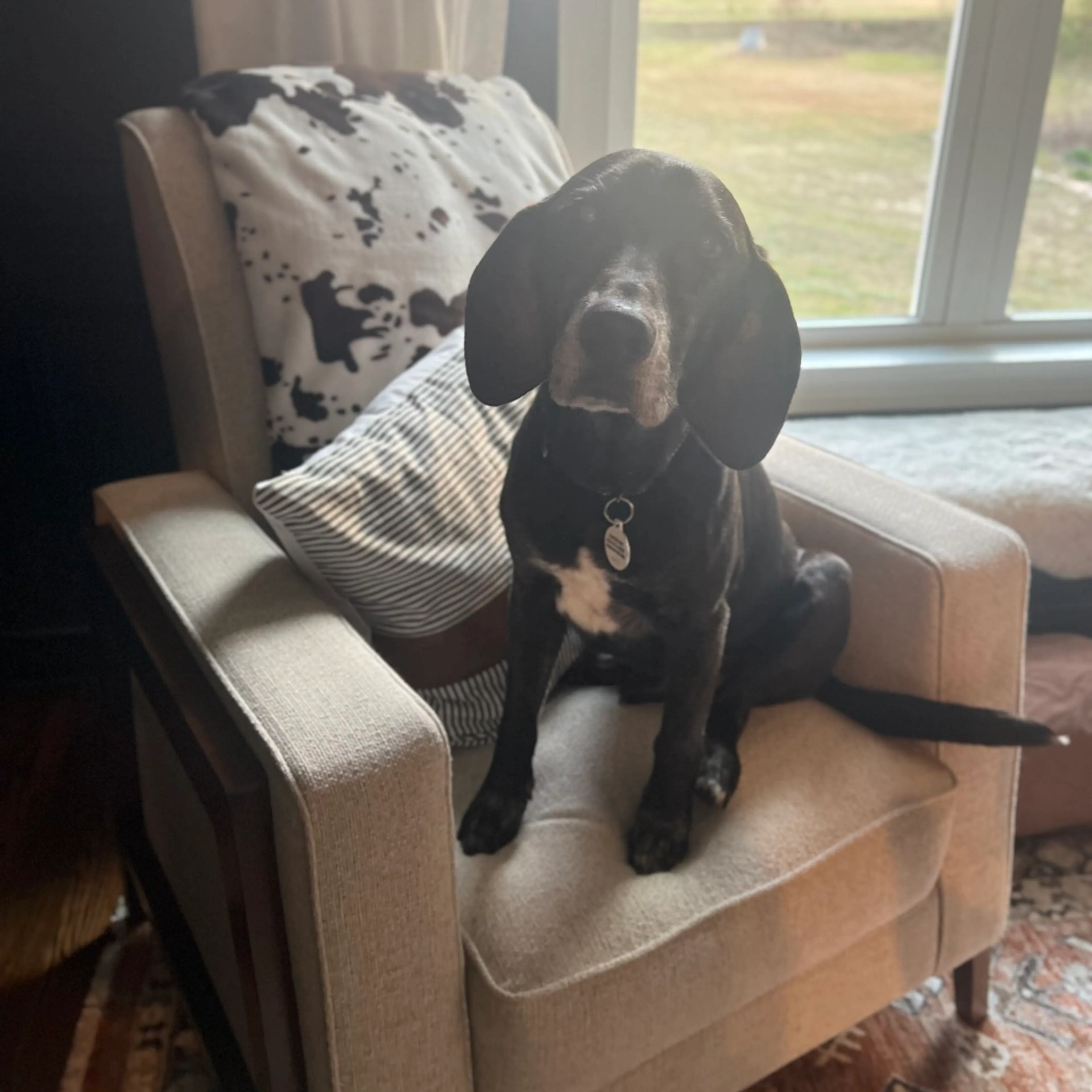 Found pet-8