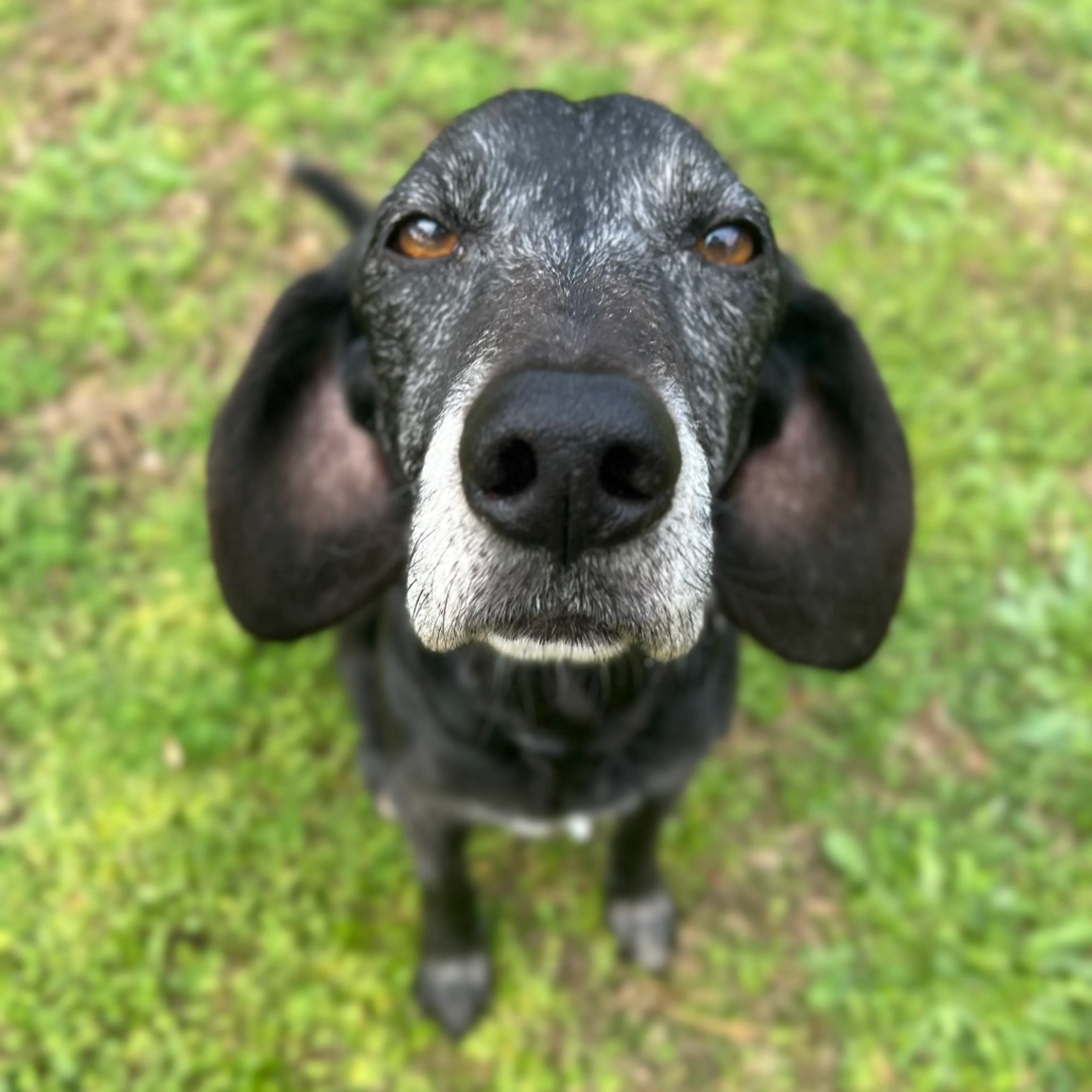 Found pet-1