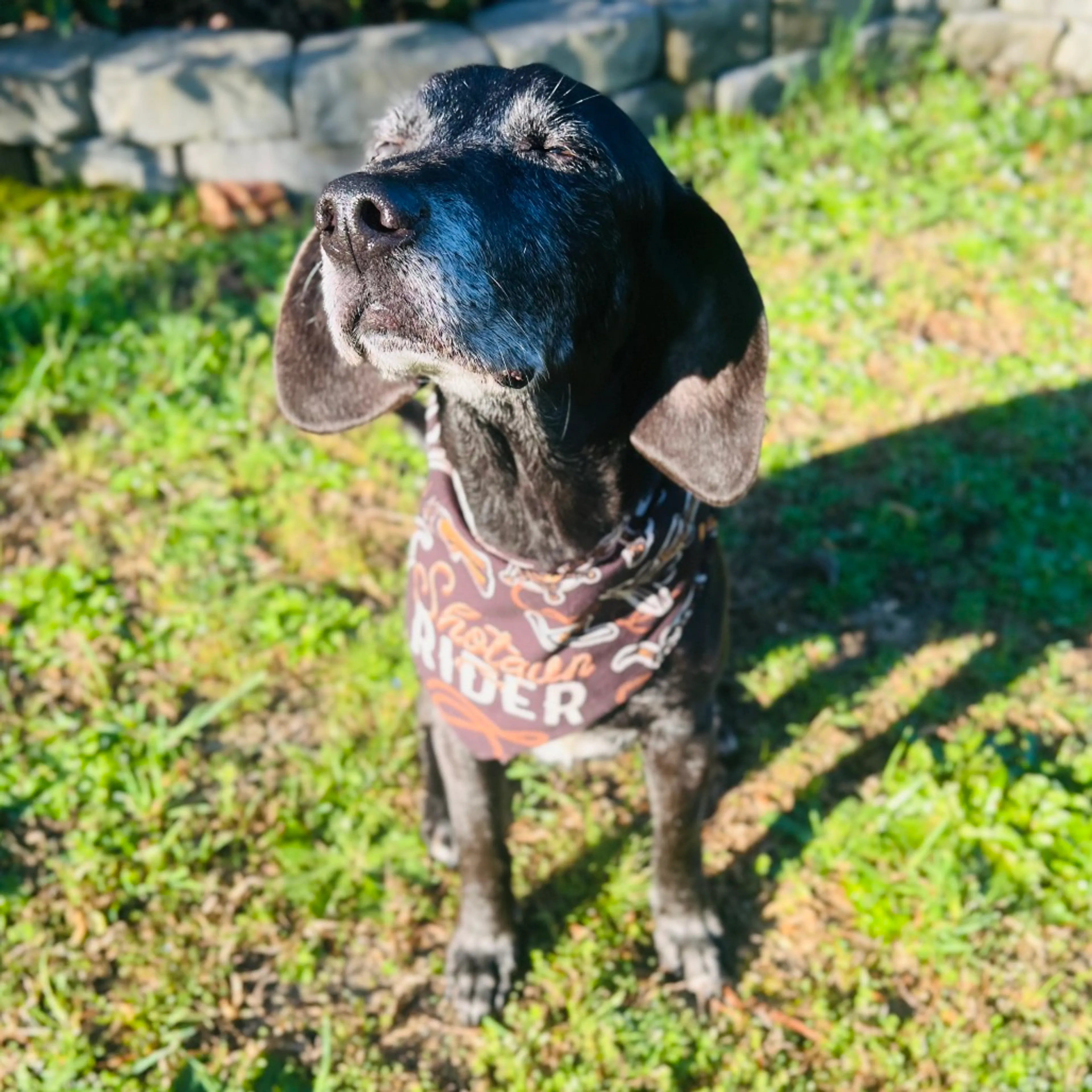 Found pet-5