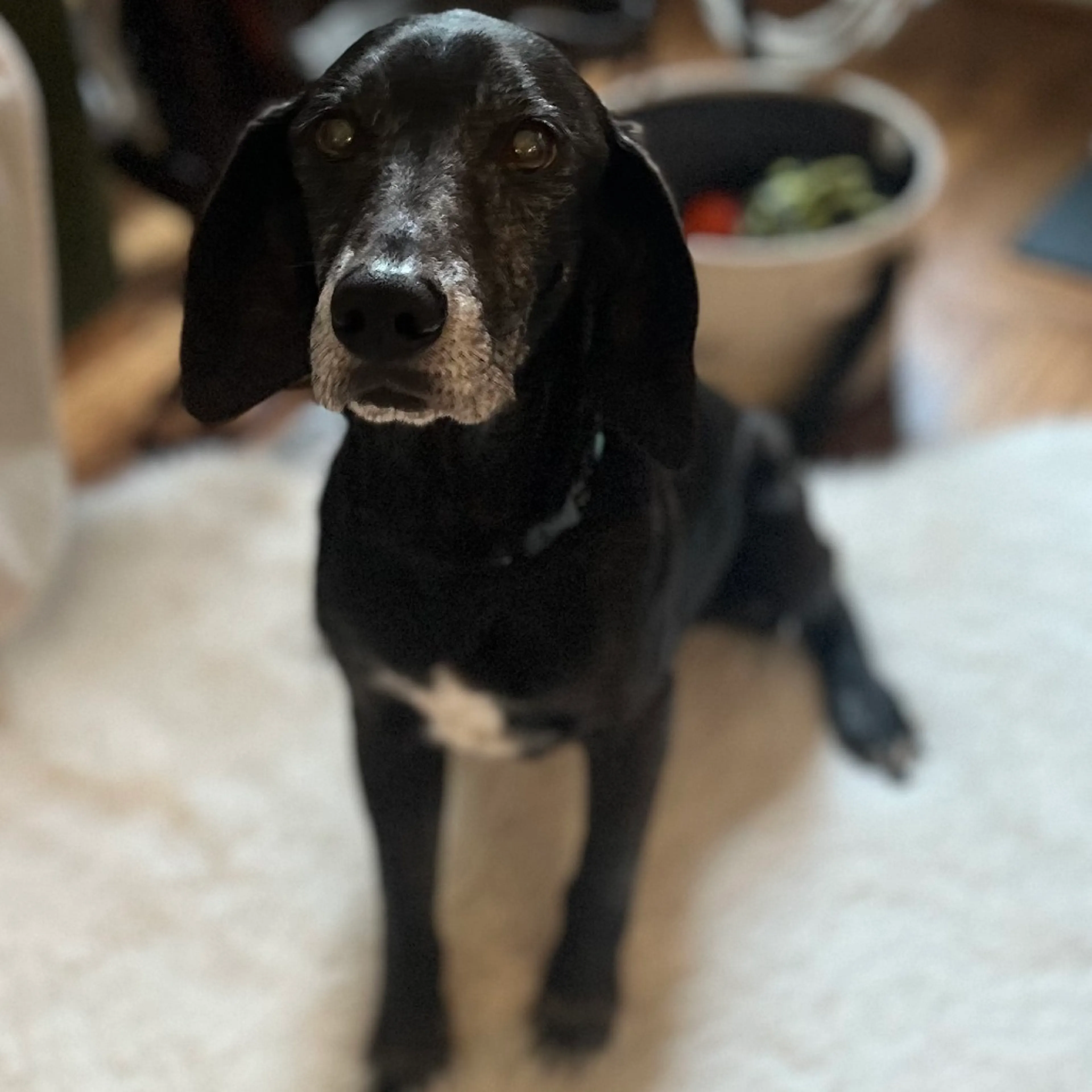 Found pet-2