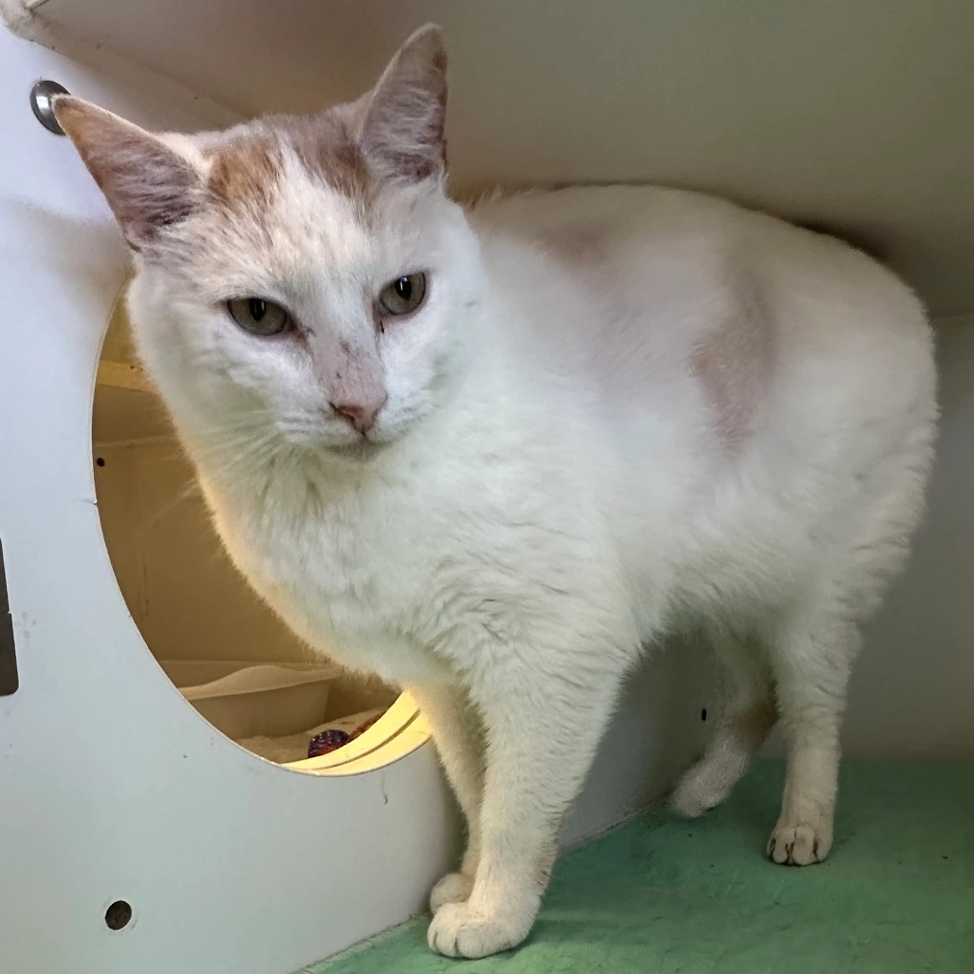 Found pet-1