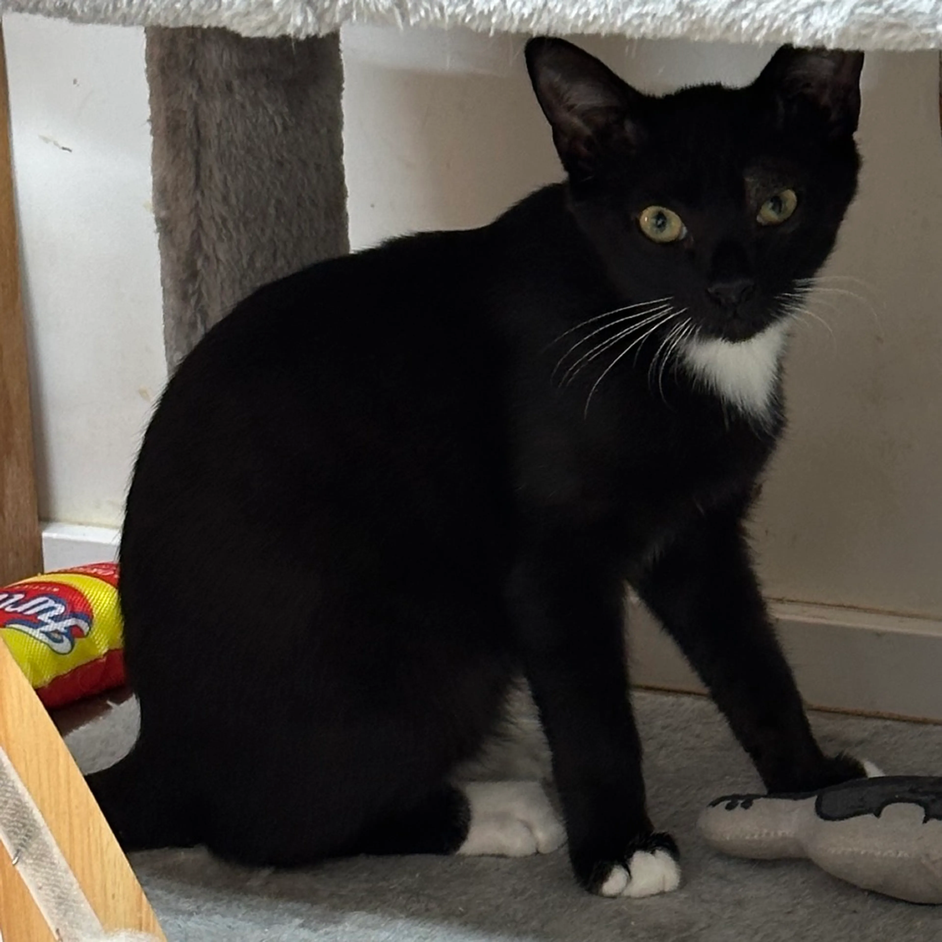 Found pet-1