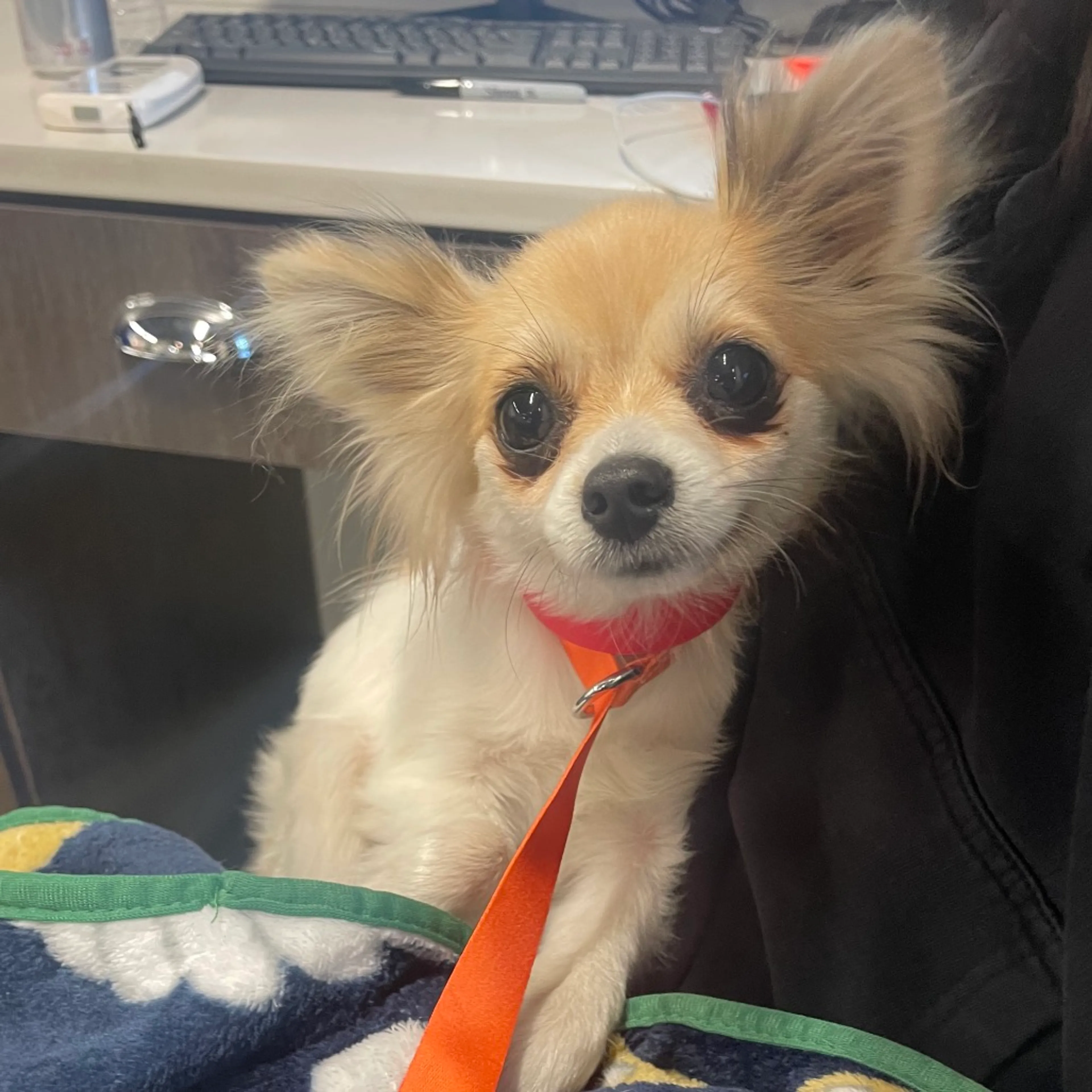 Found pet