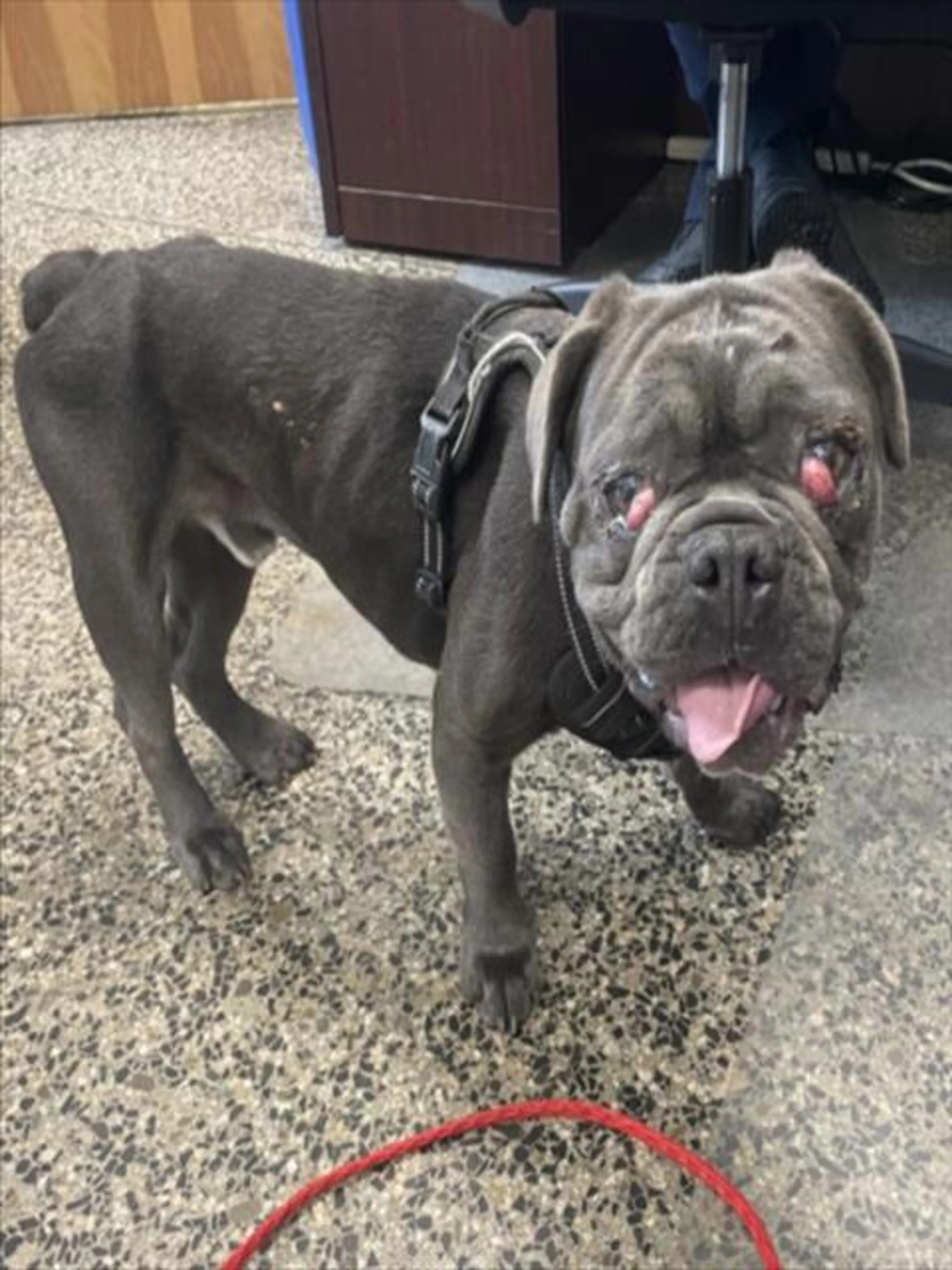 Found pet