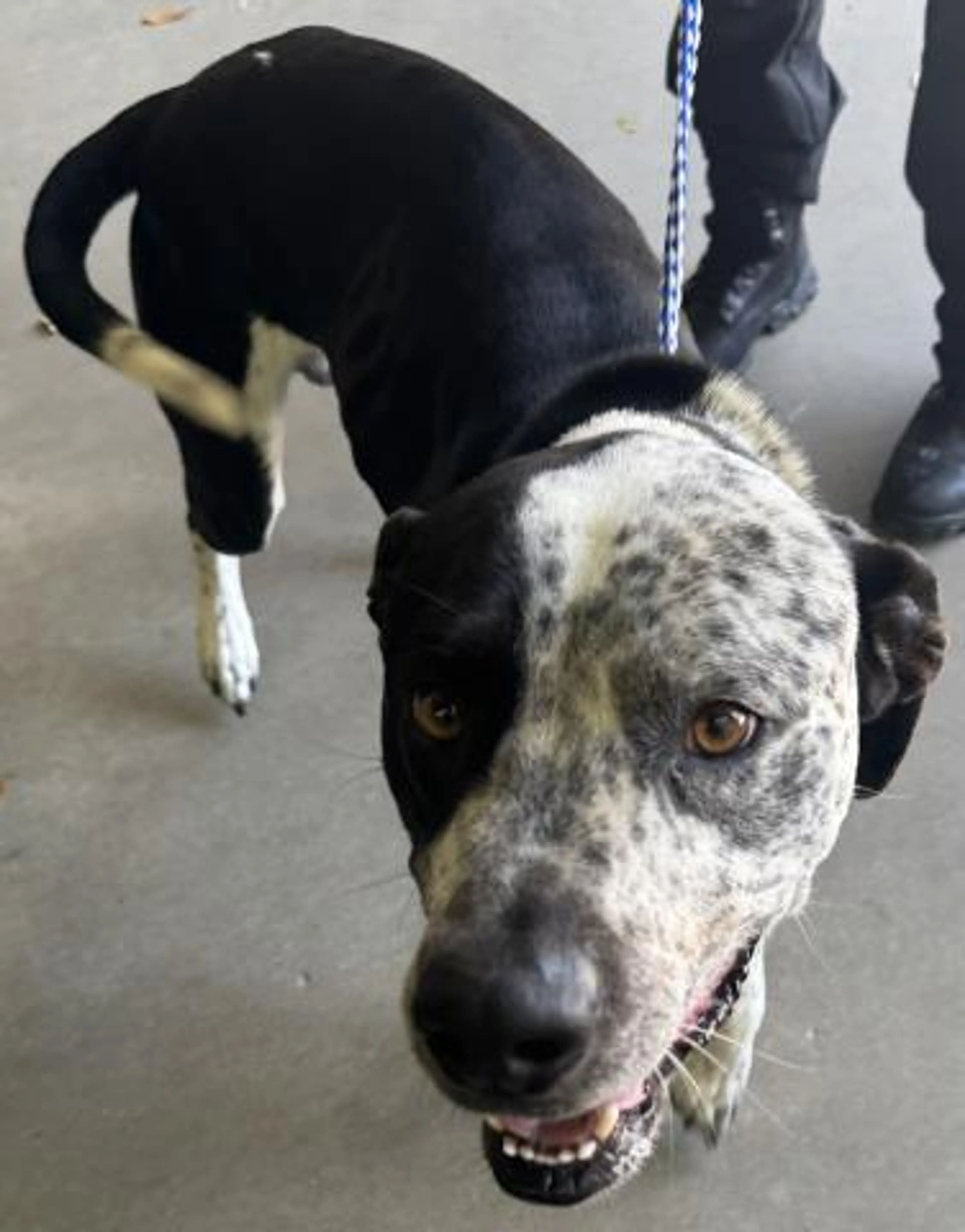 Found pet