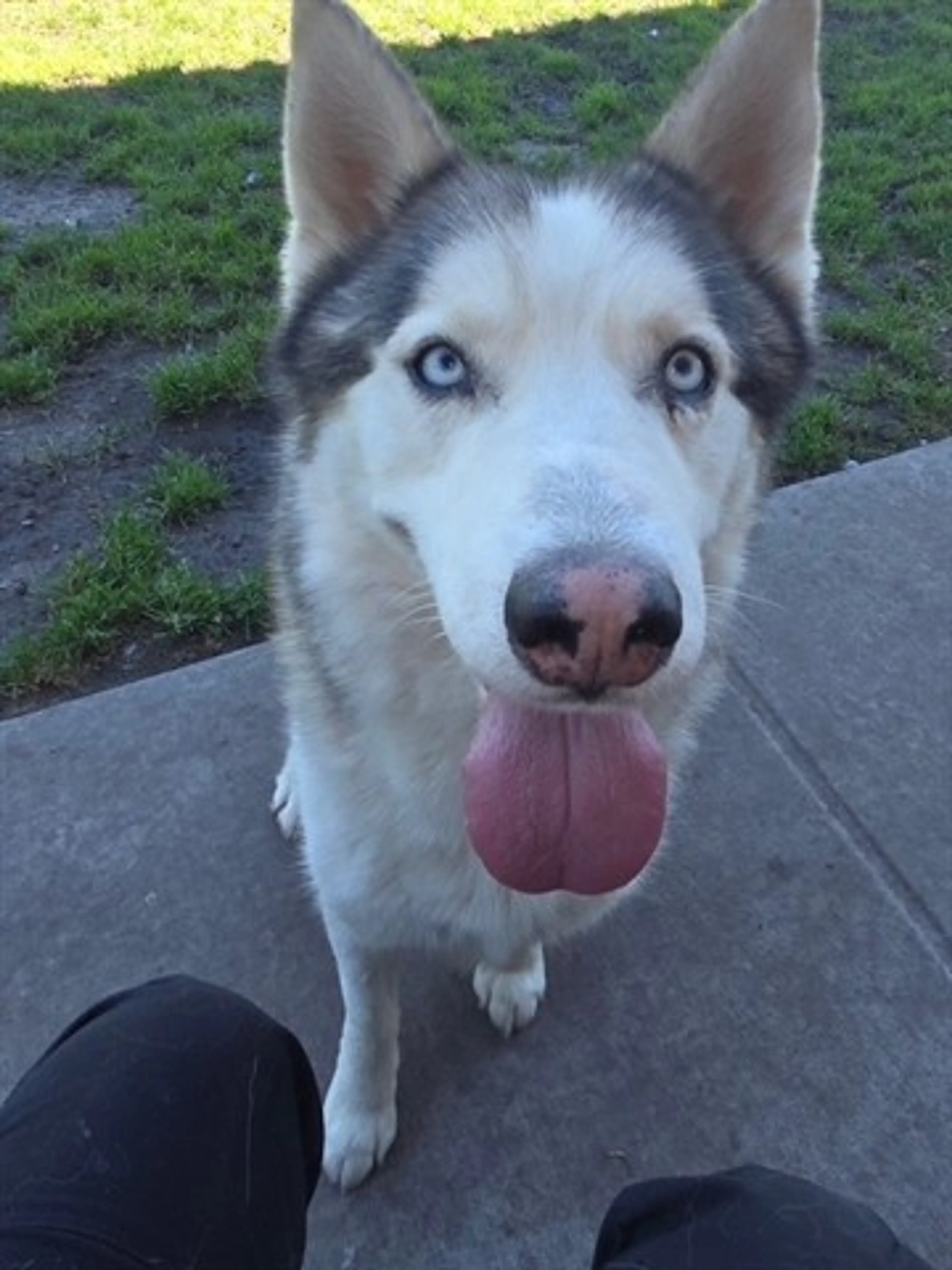 Found pet