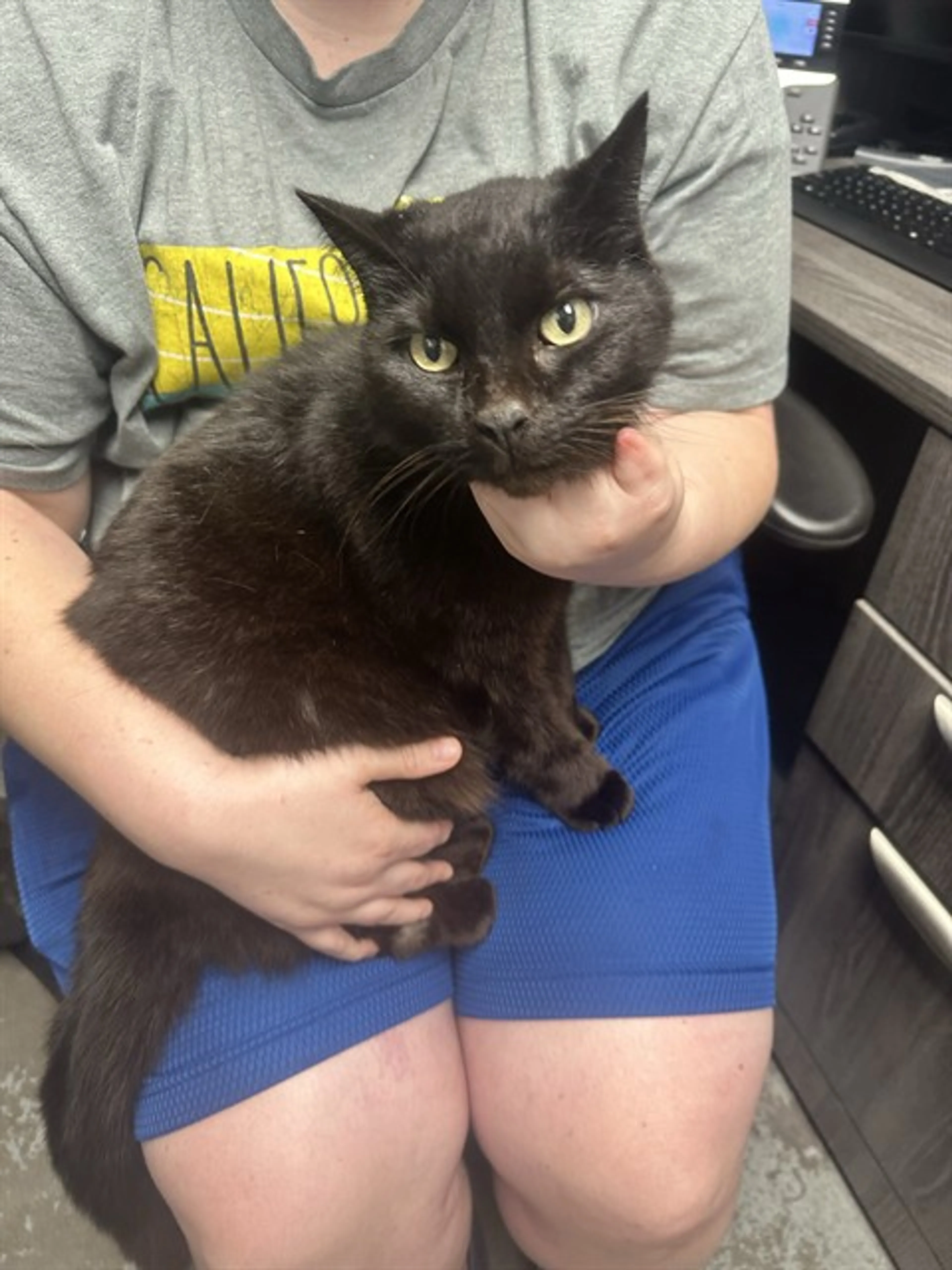 Found pet