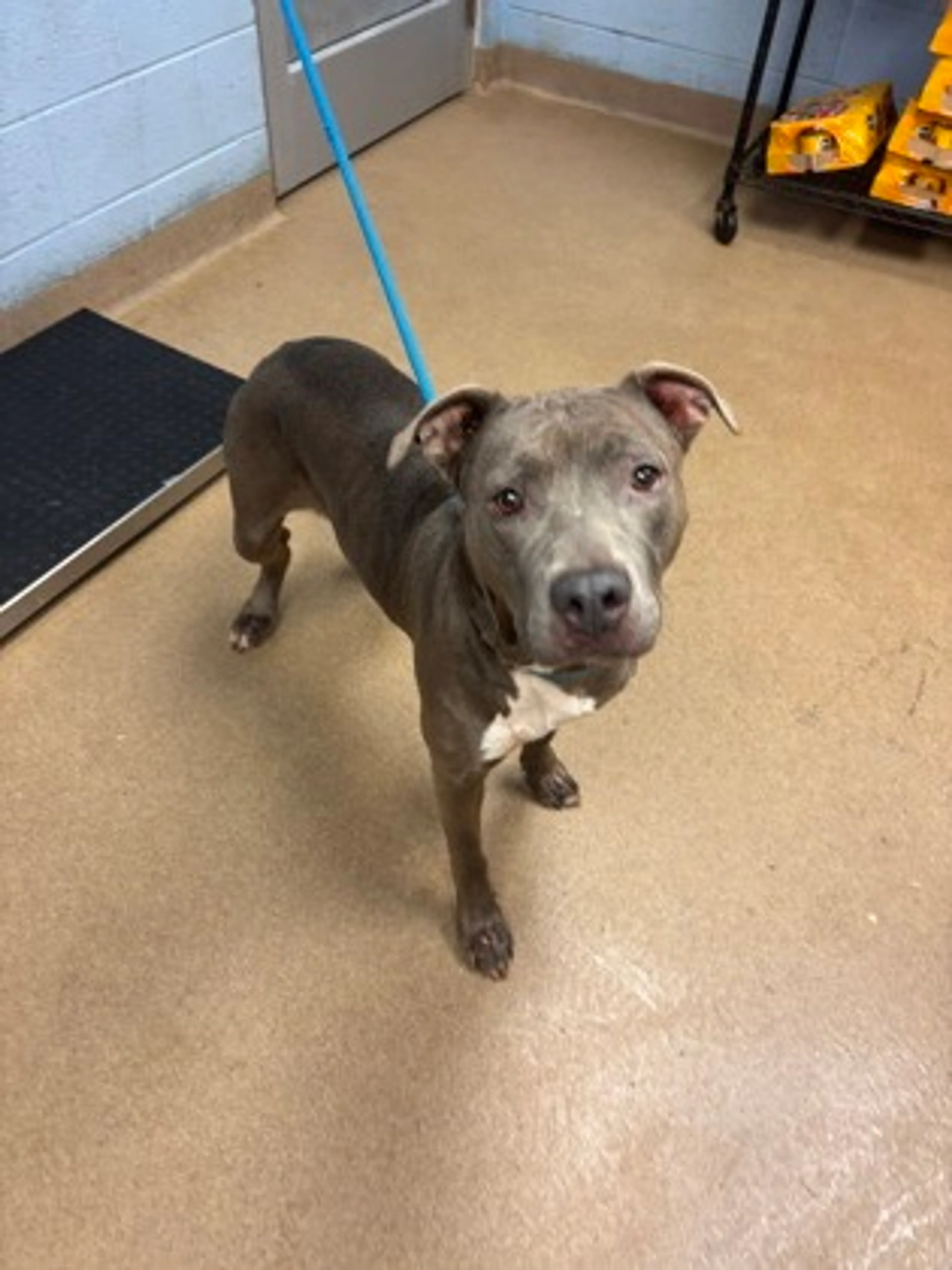 Found pet