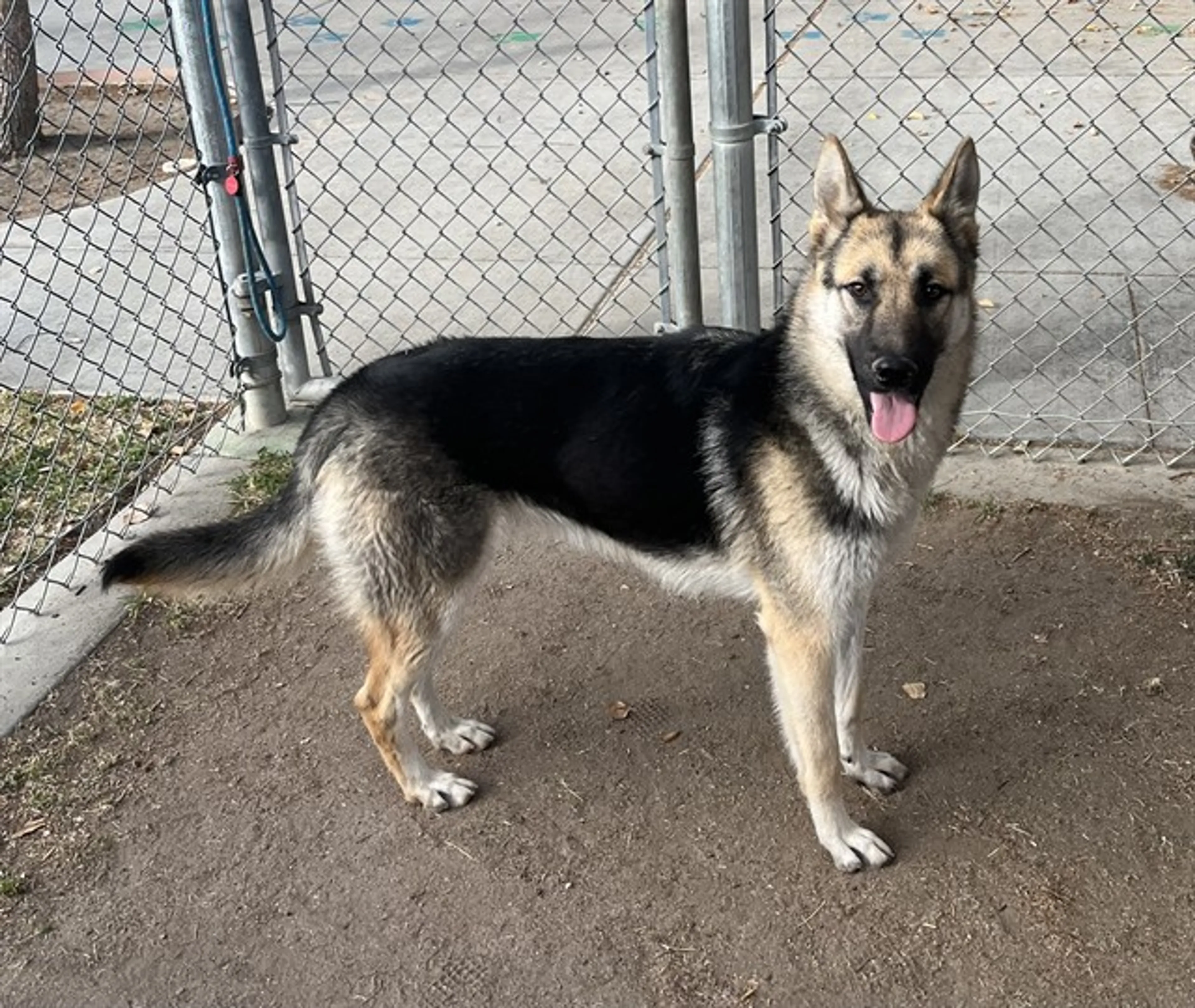Found pet