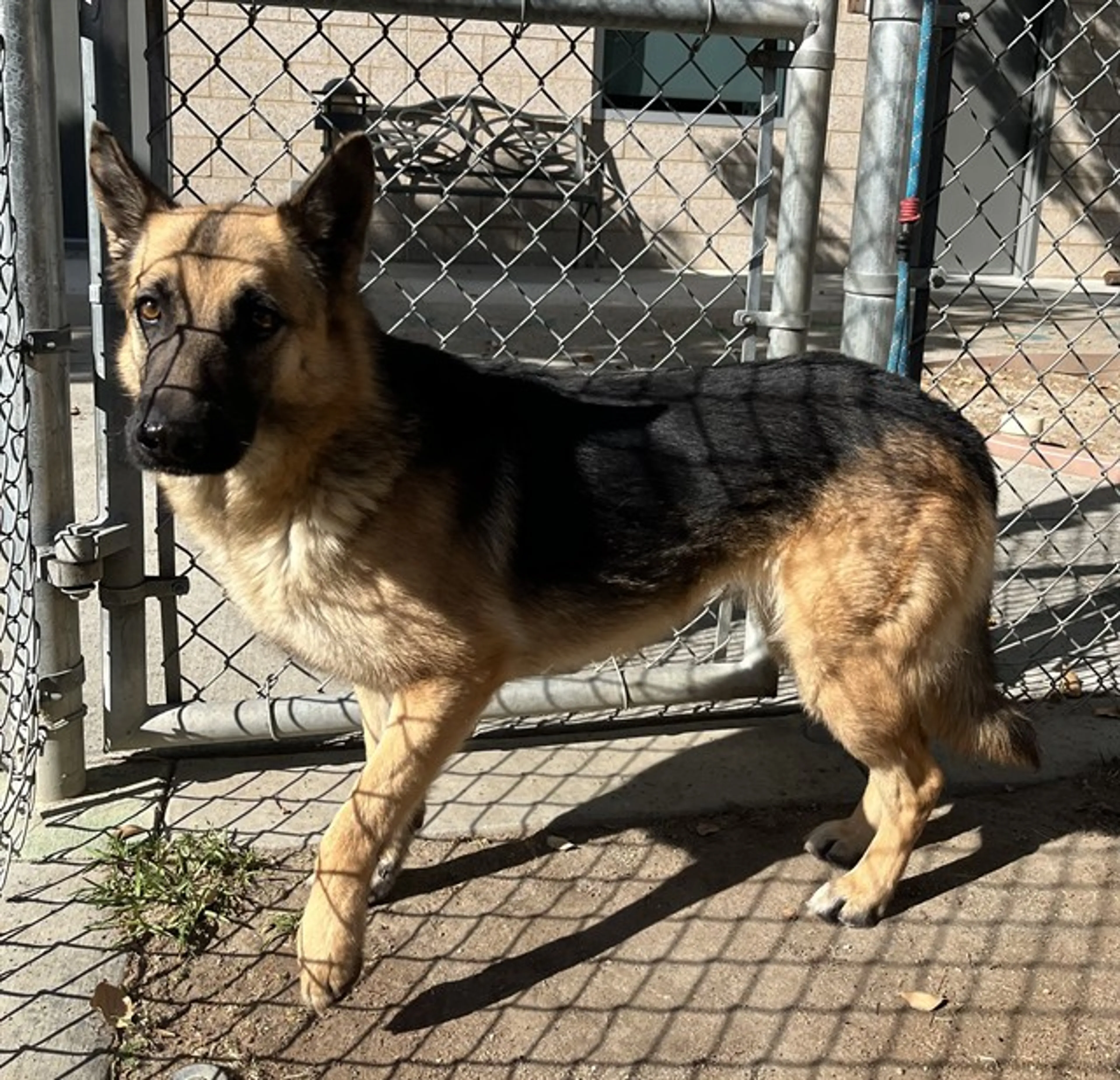 Found pet