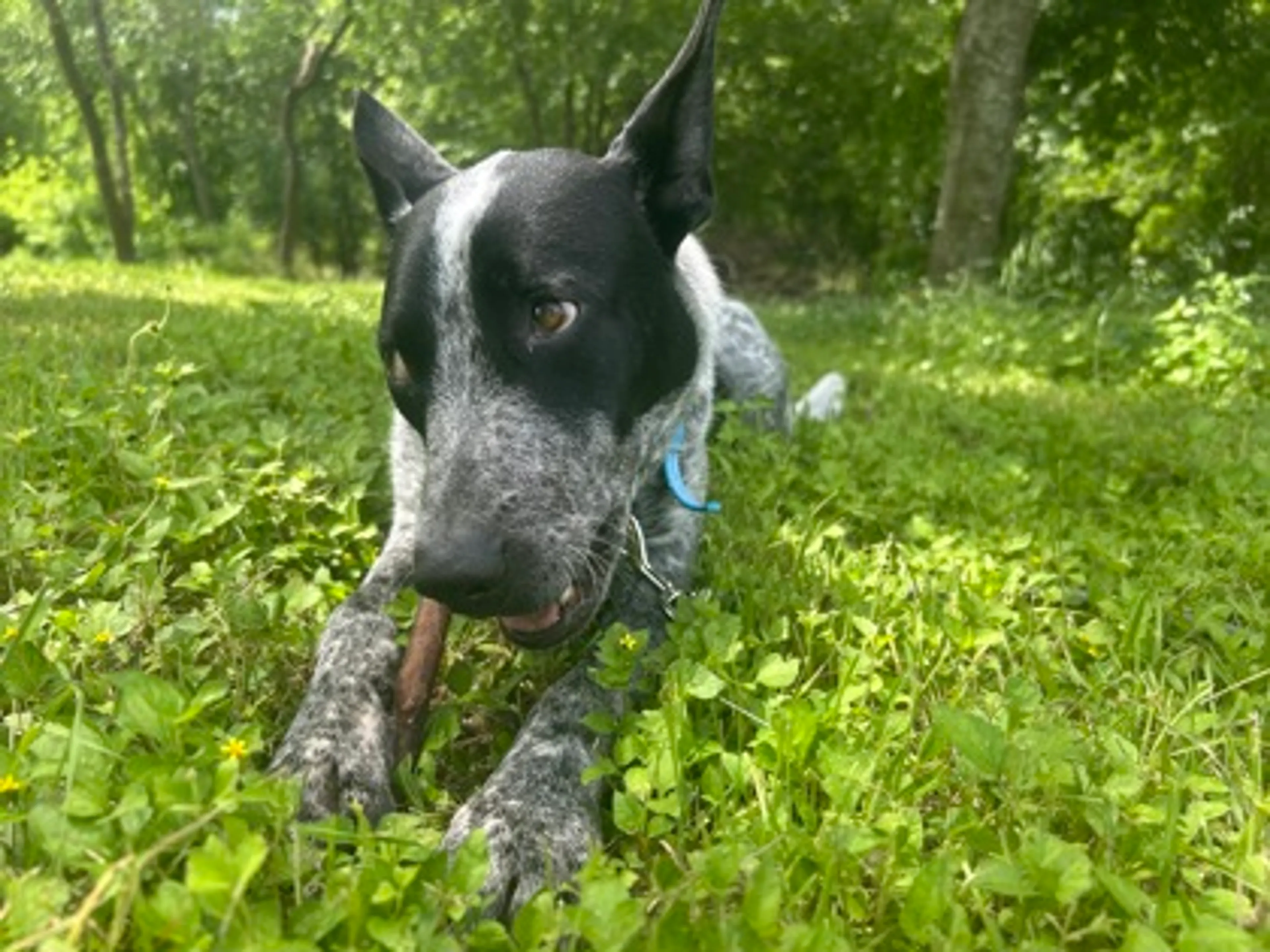 Found pet-1