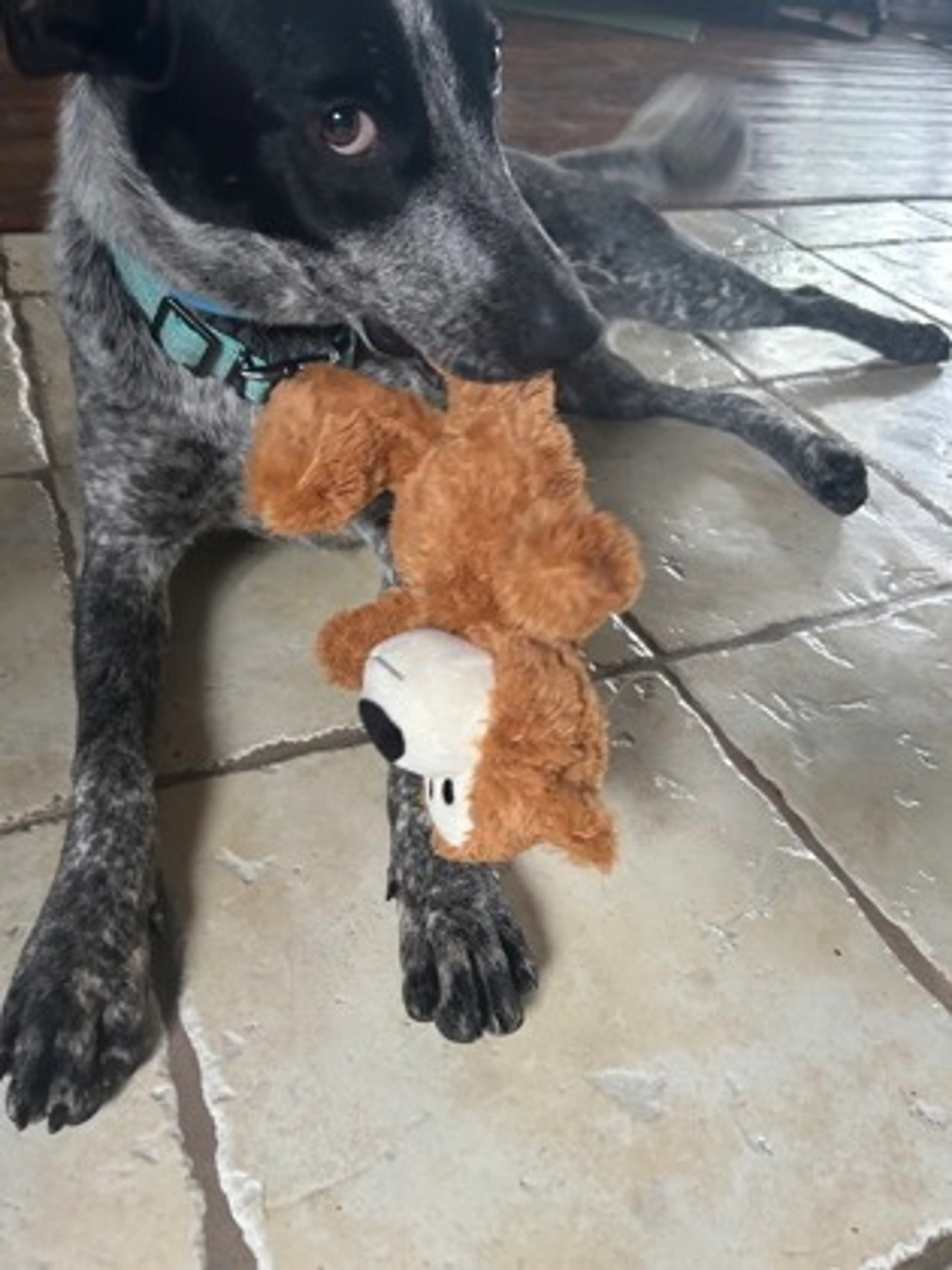 Found pet-2