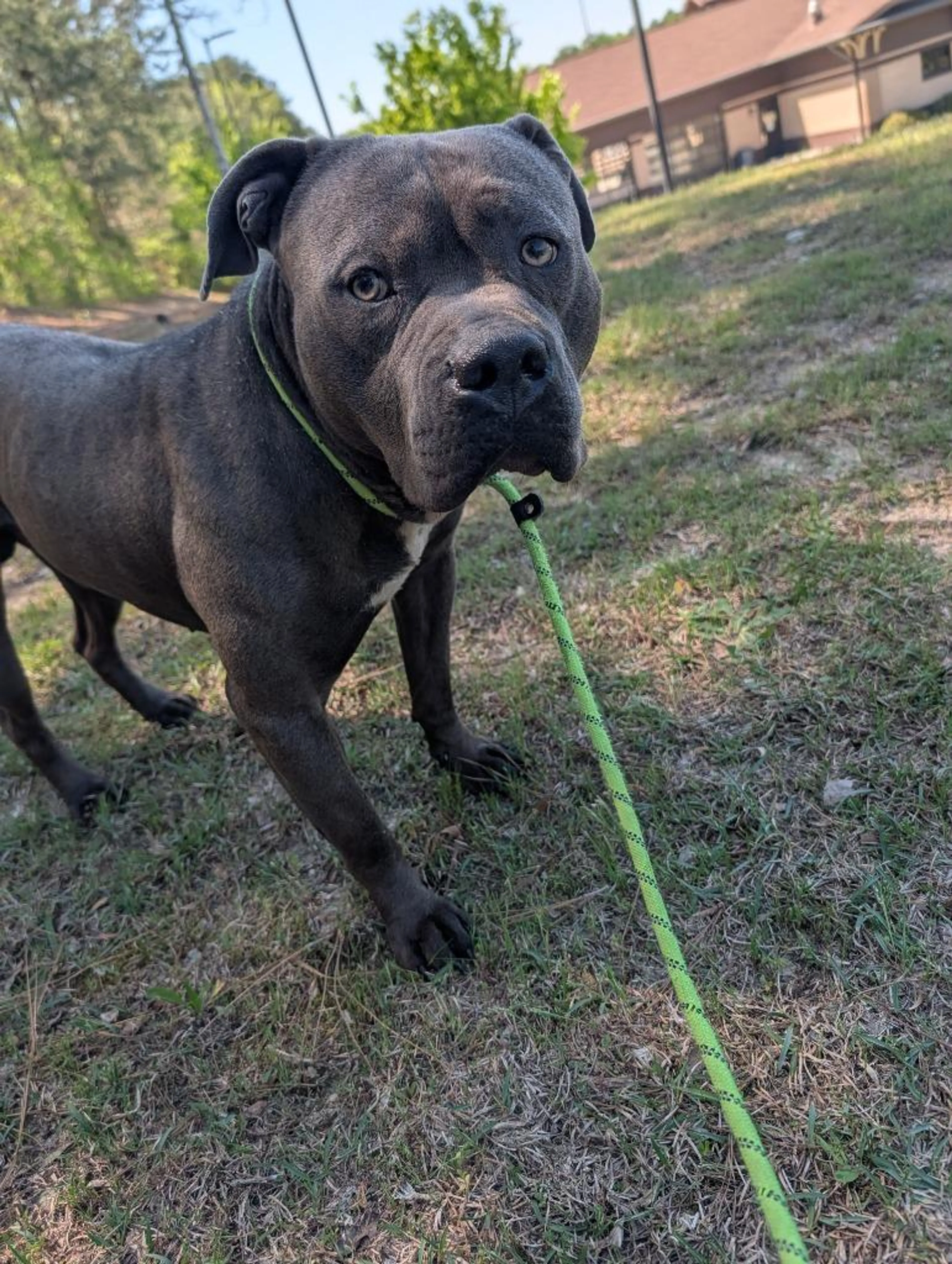 Found pet-2