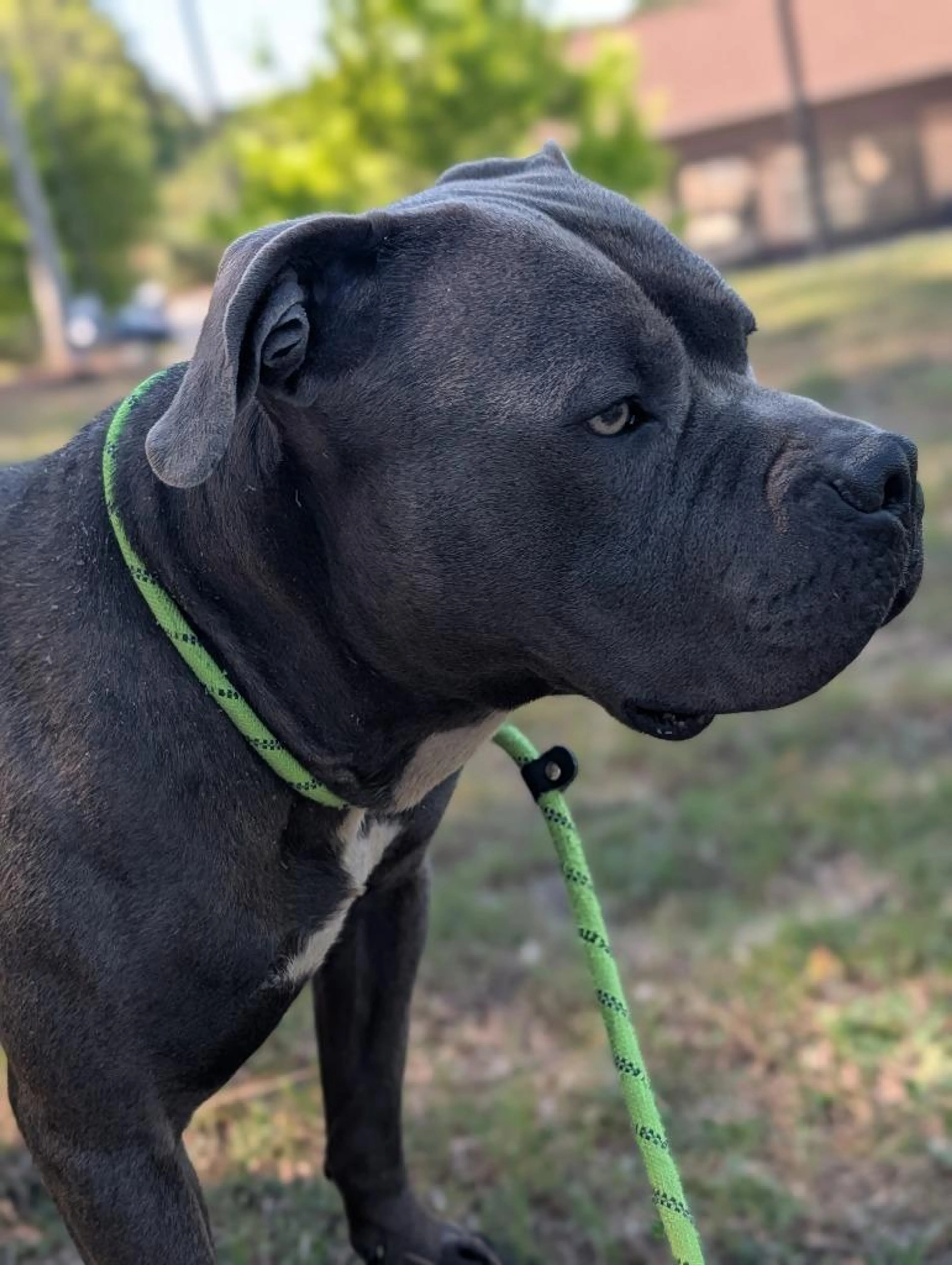 Found pet-1