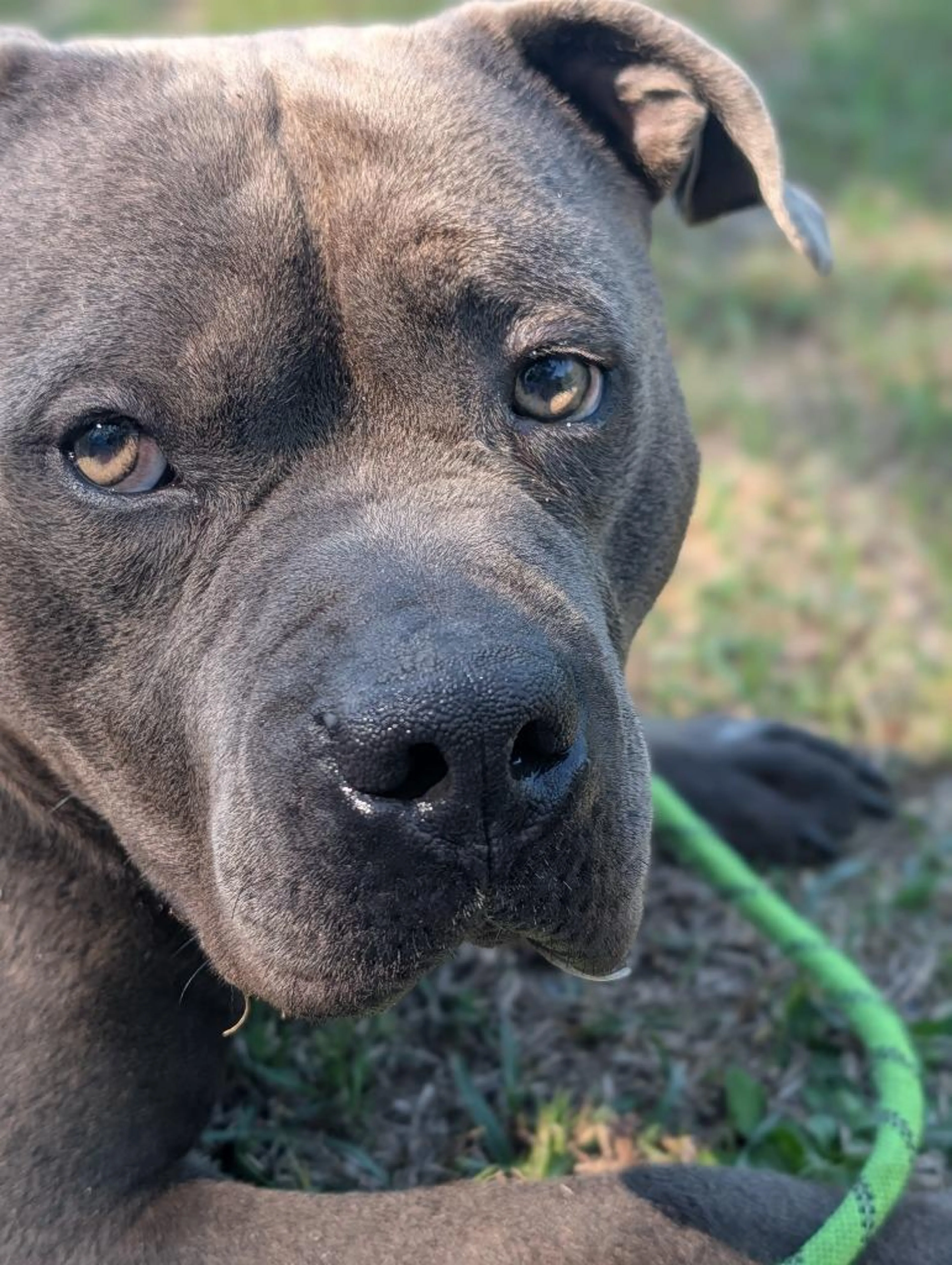 Found pet-3