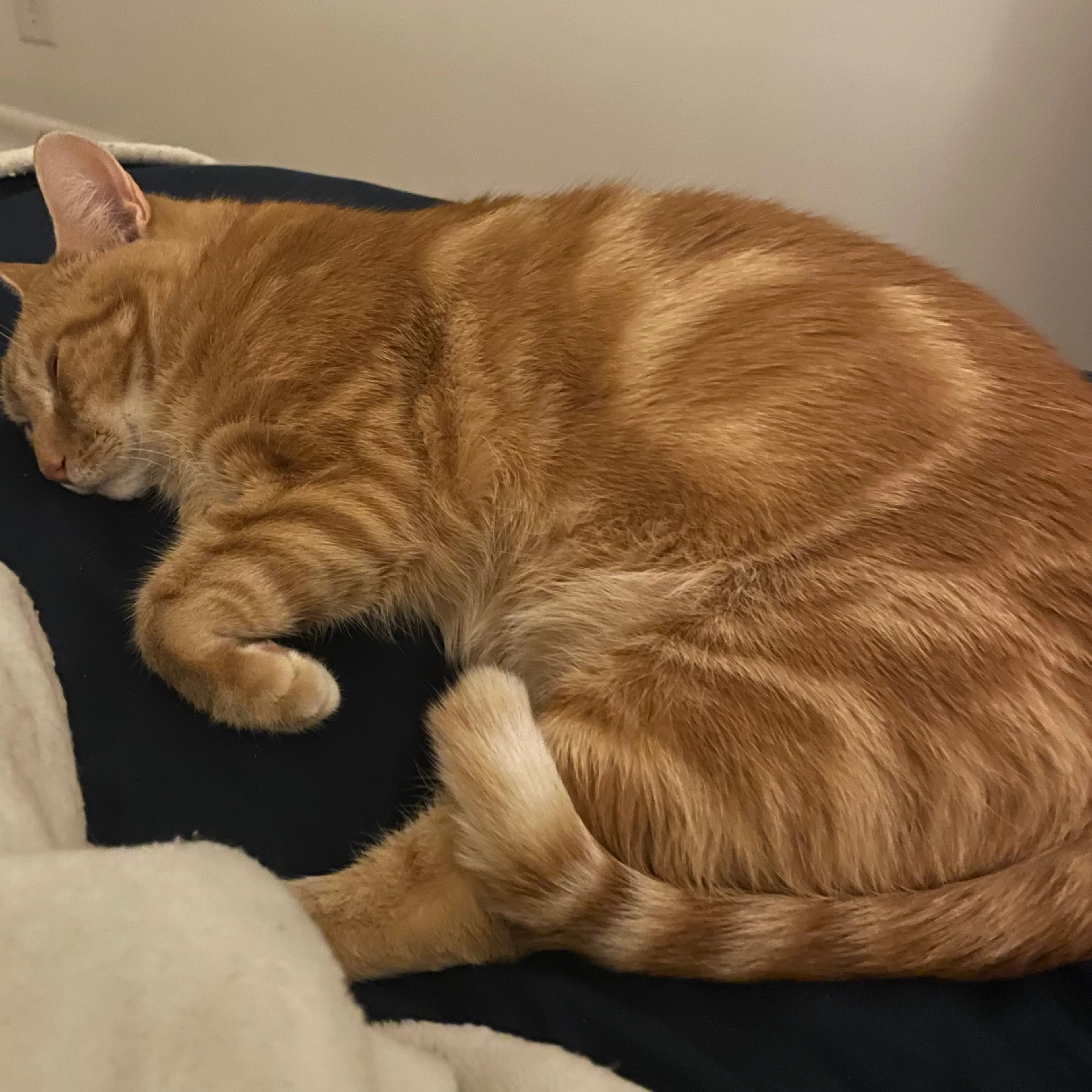 Lost pet-1