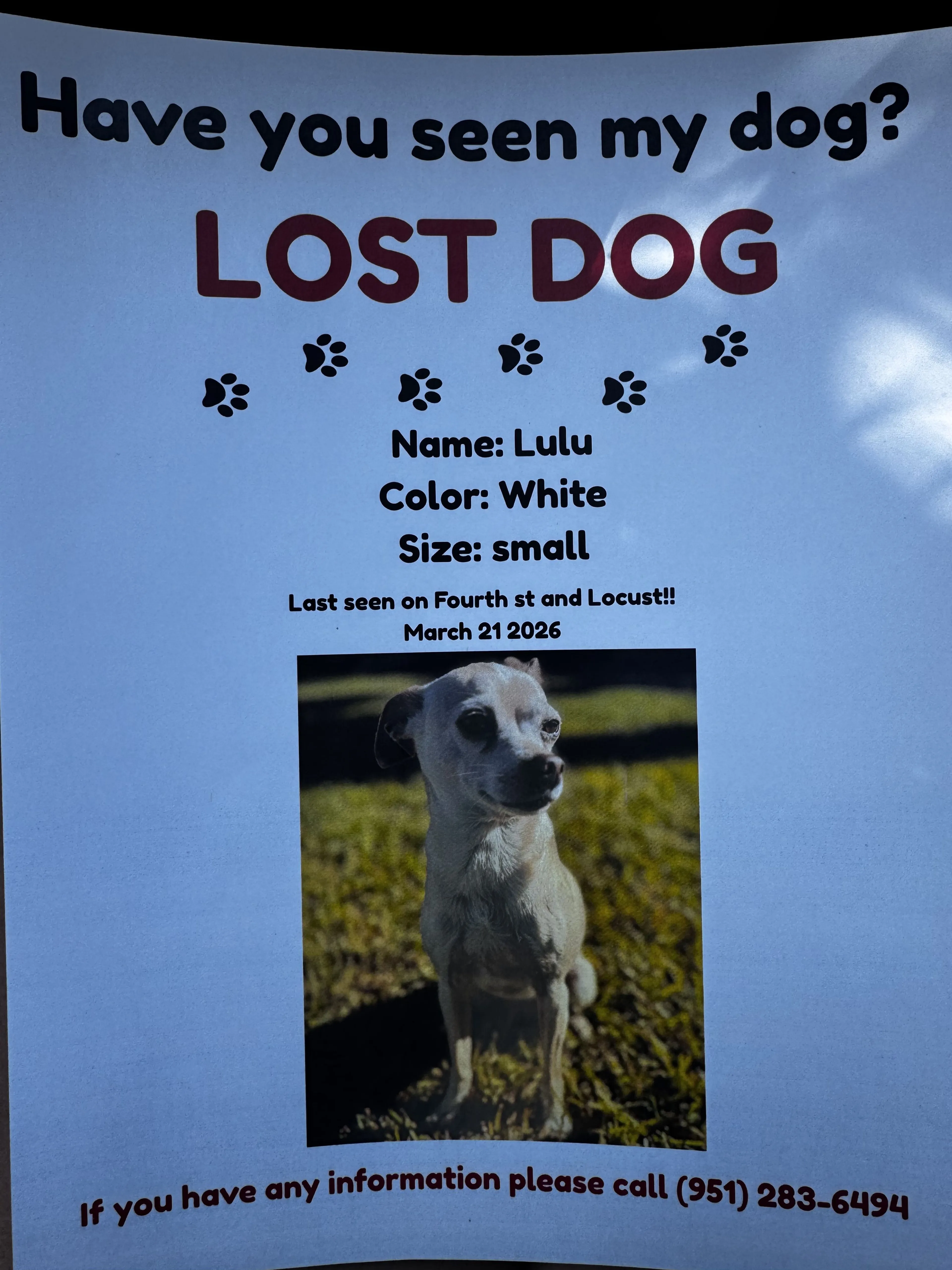 Lost pet
