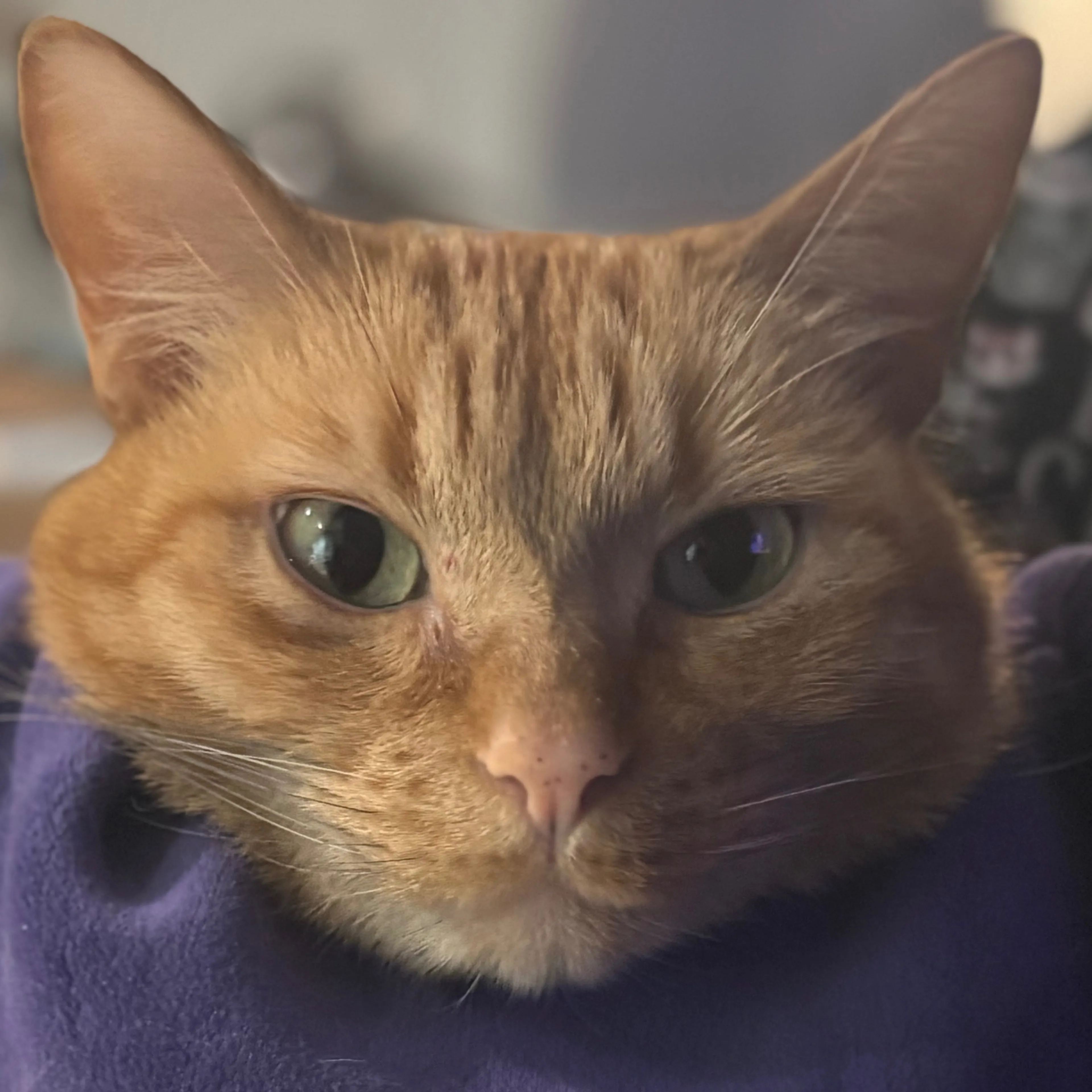 Lost pet-2