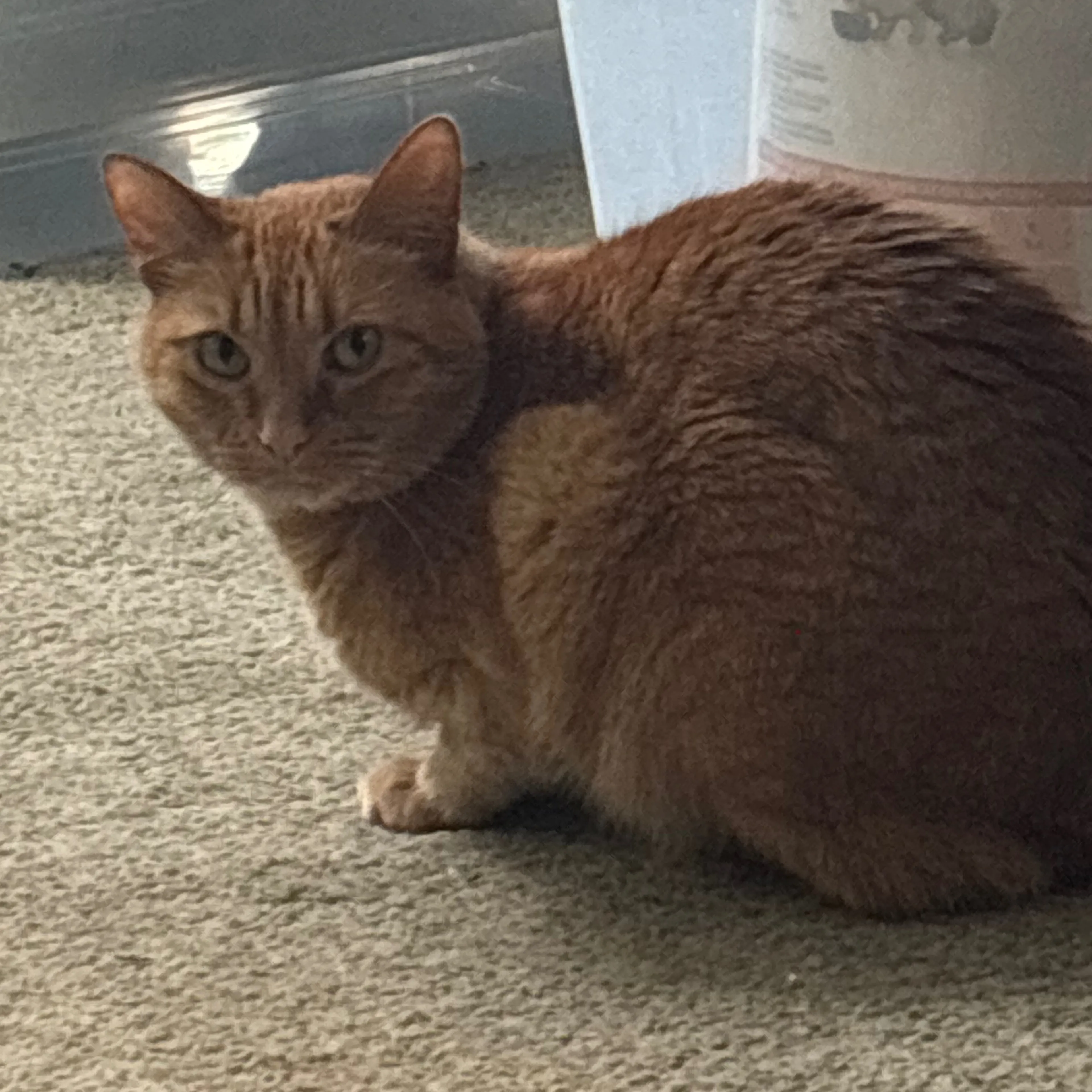 Lost pet-1
