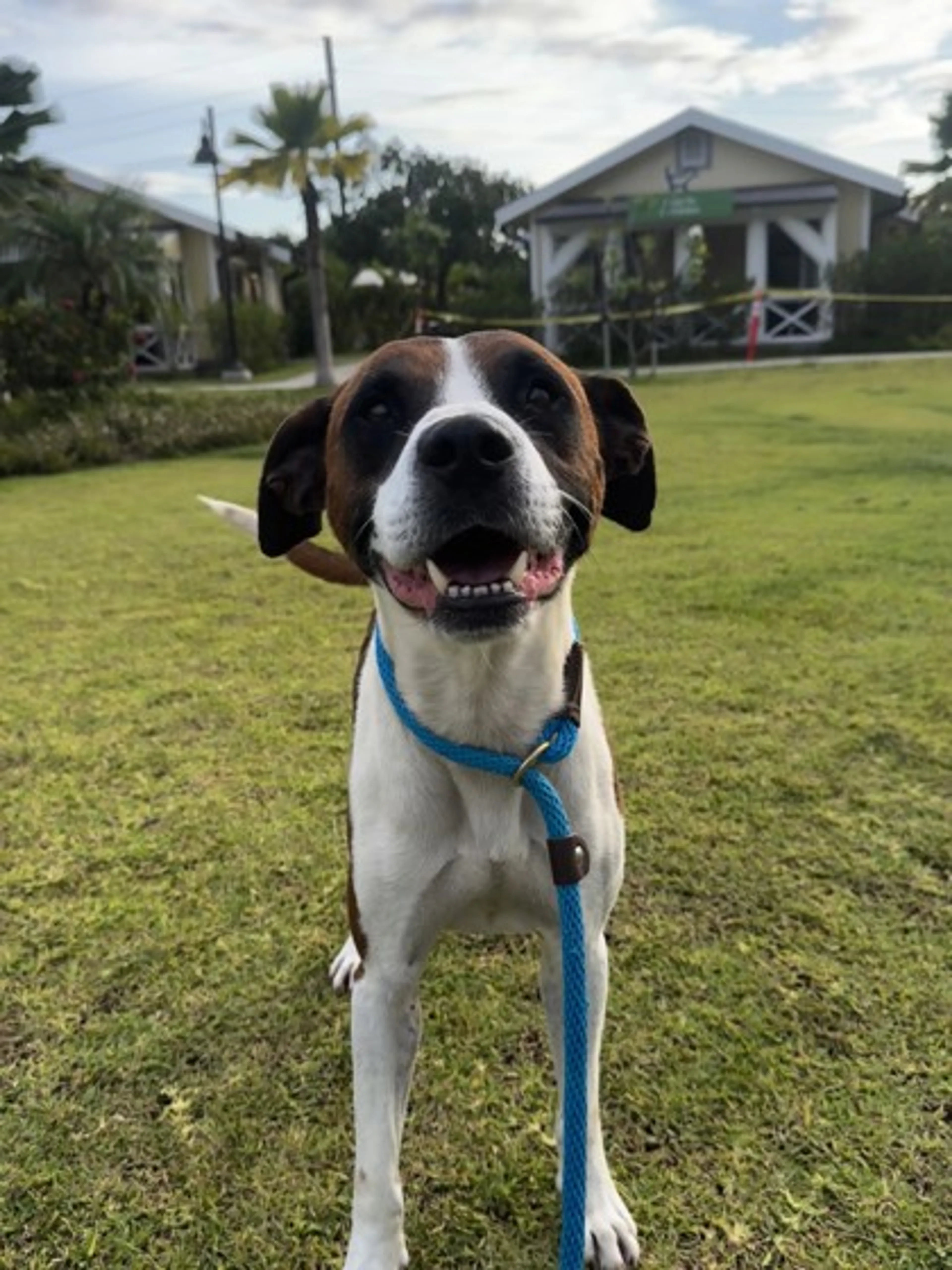 Found pet-2