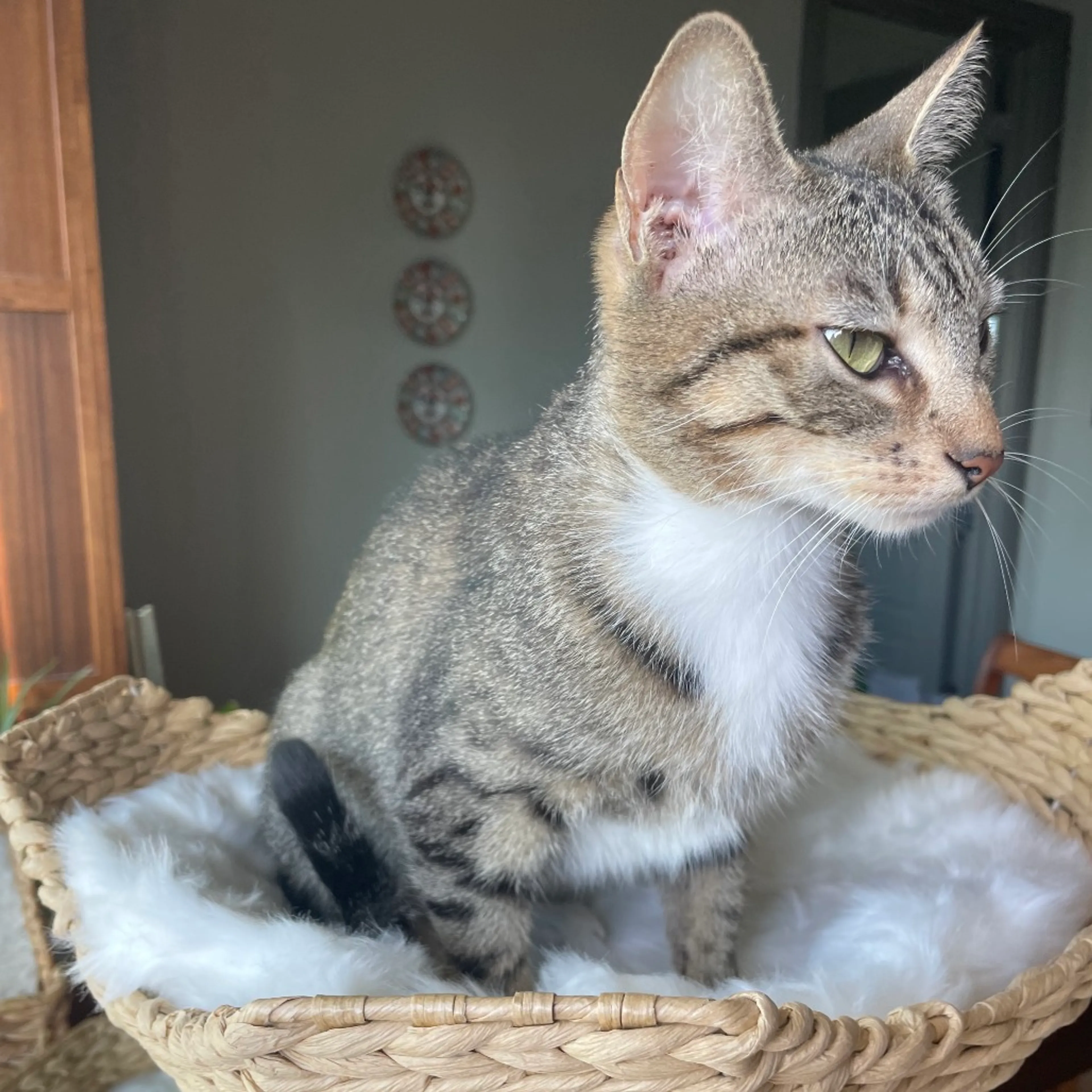 Found pet-3