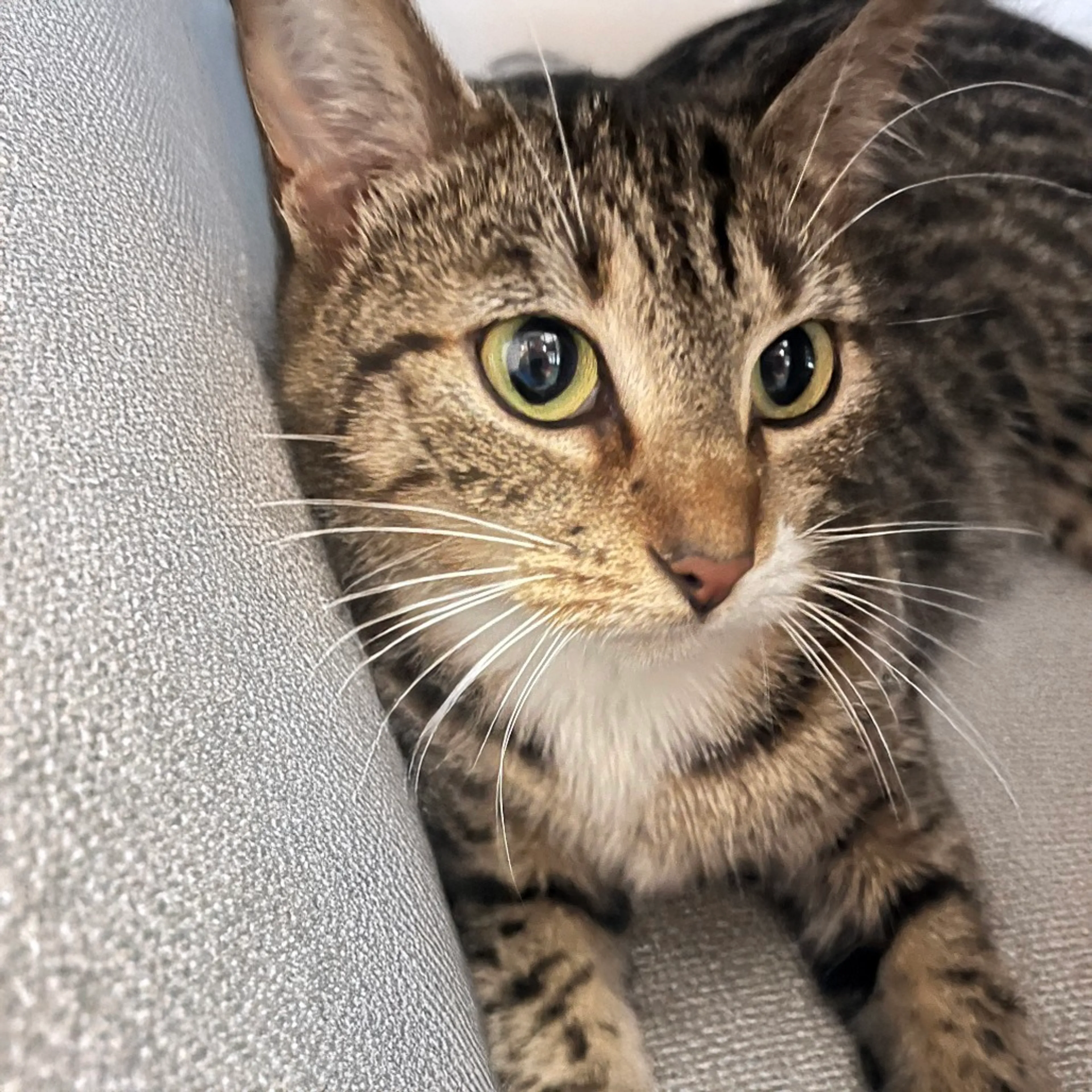 Found pet-1
