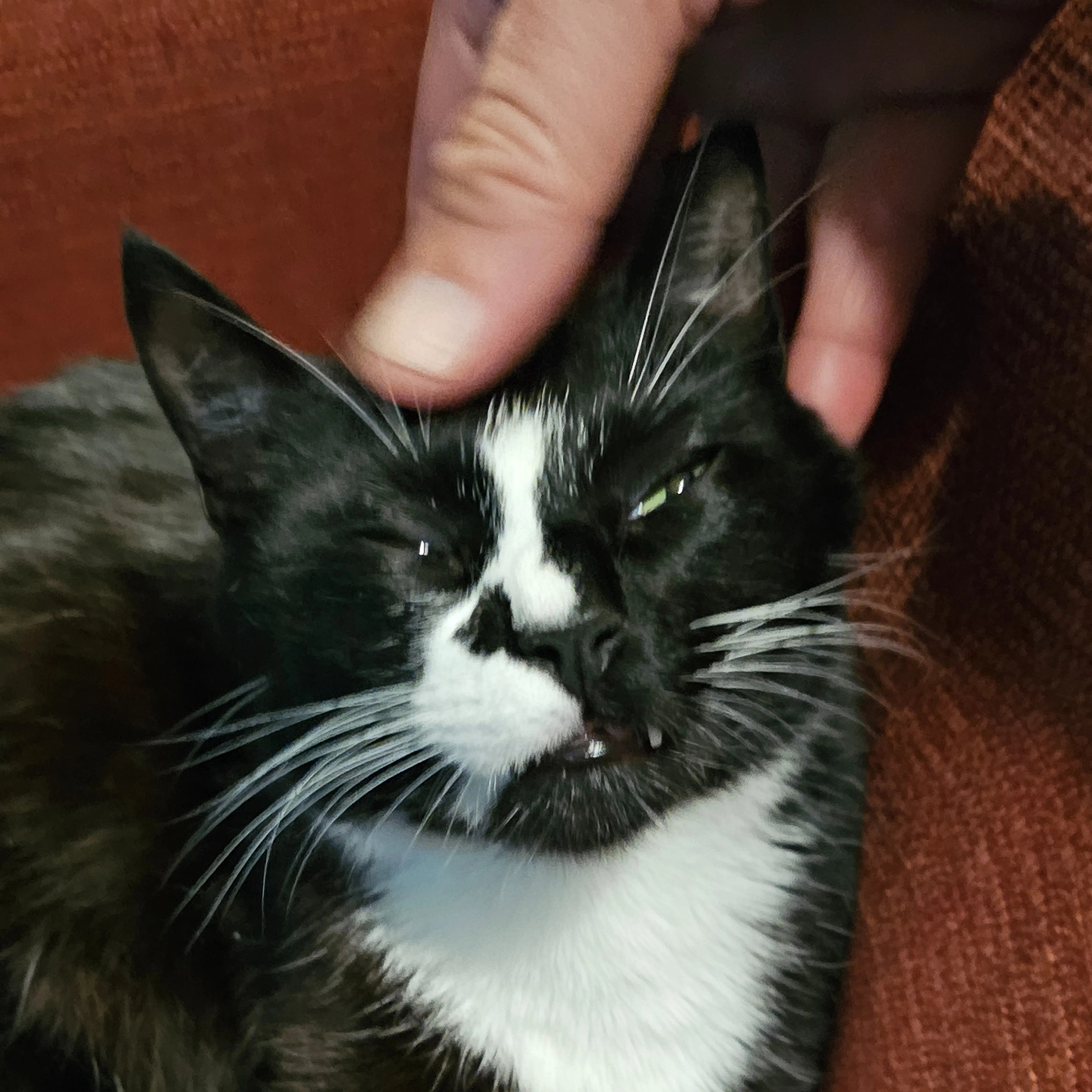 Lost pet-2