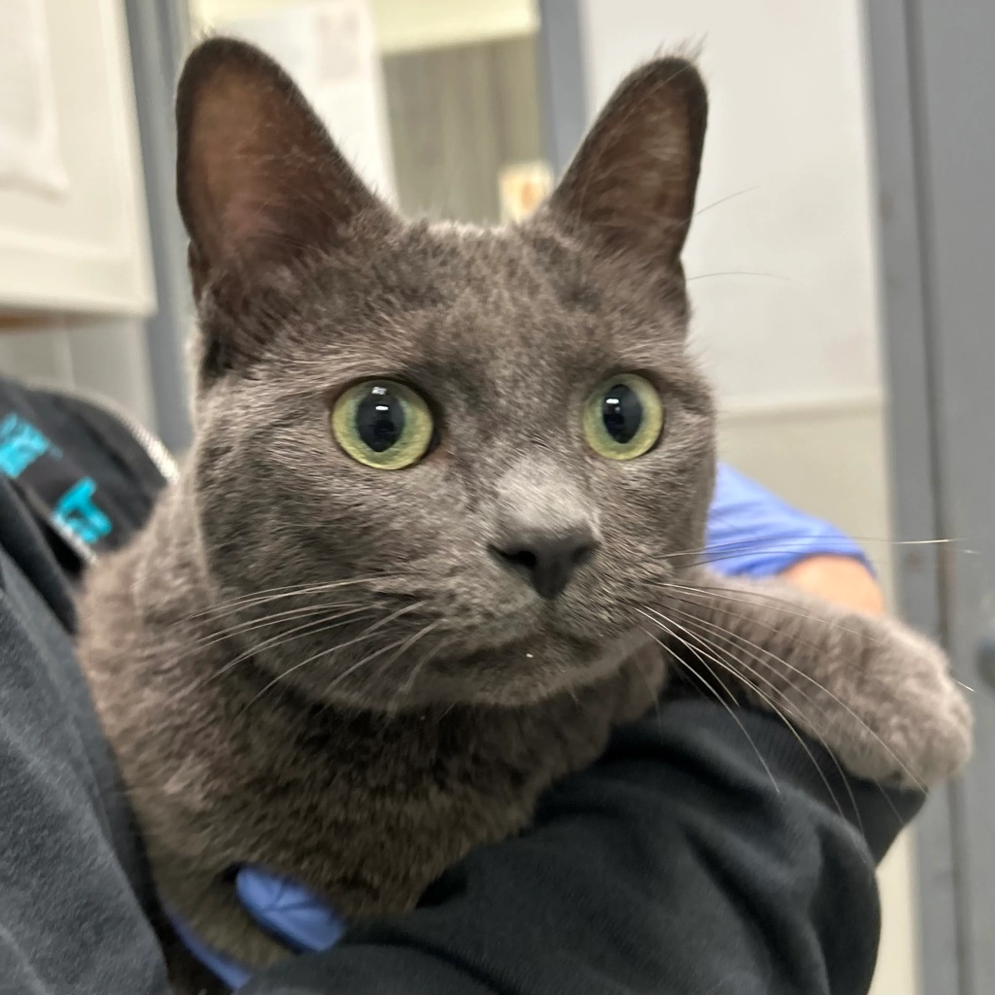 Found pet