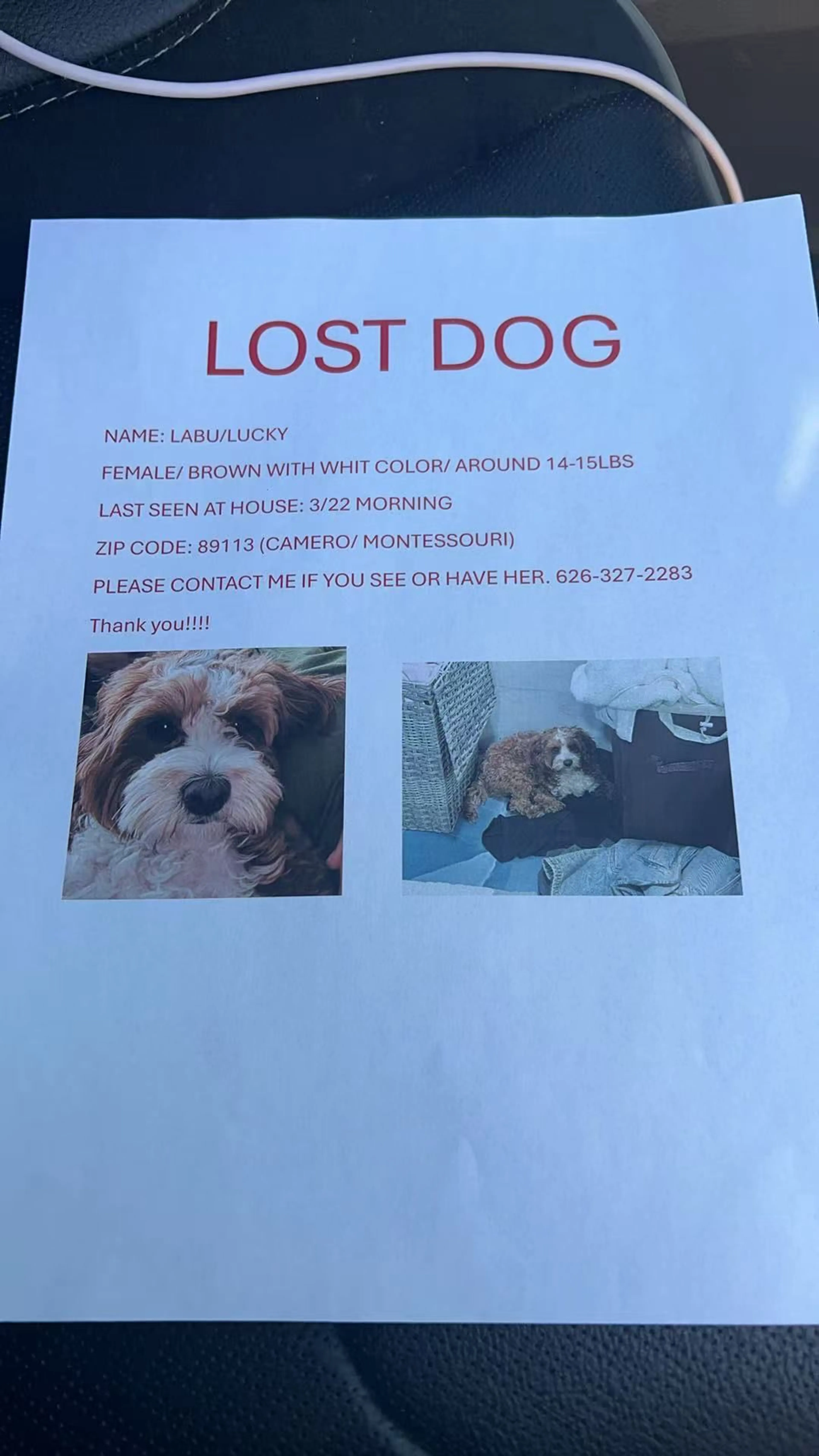 Lost pet