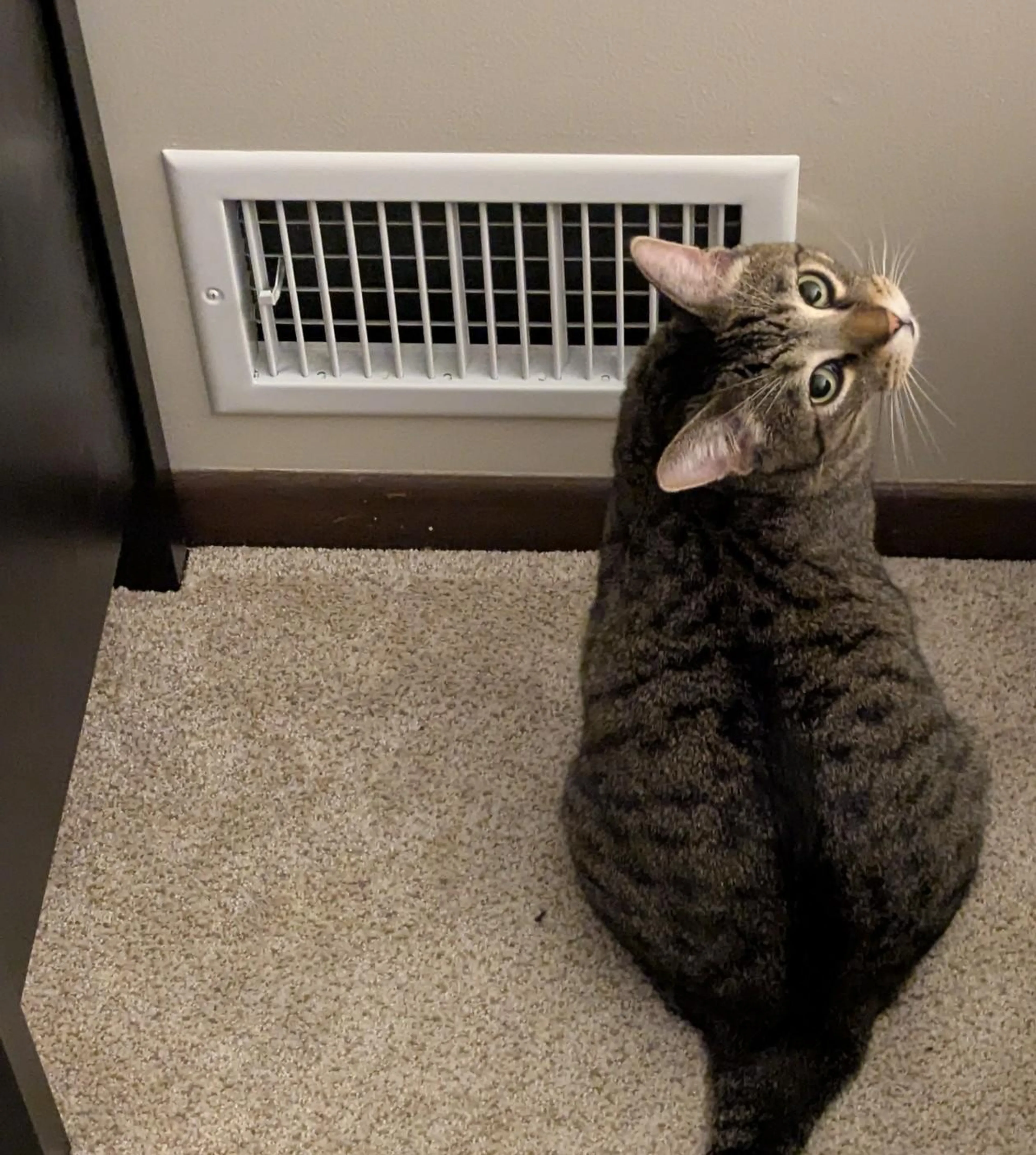 Found pet-2