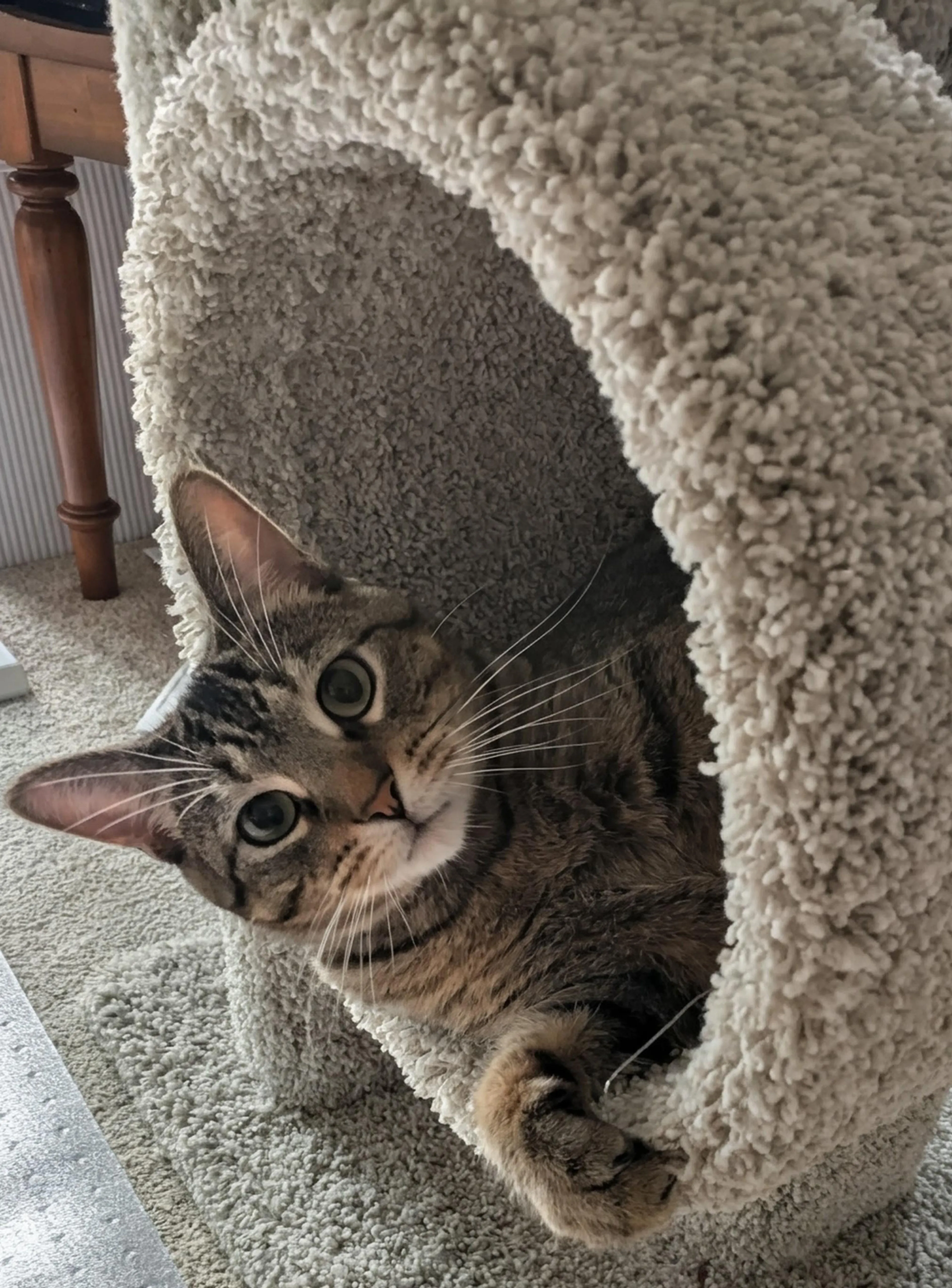 Found pet-1