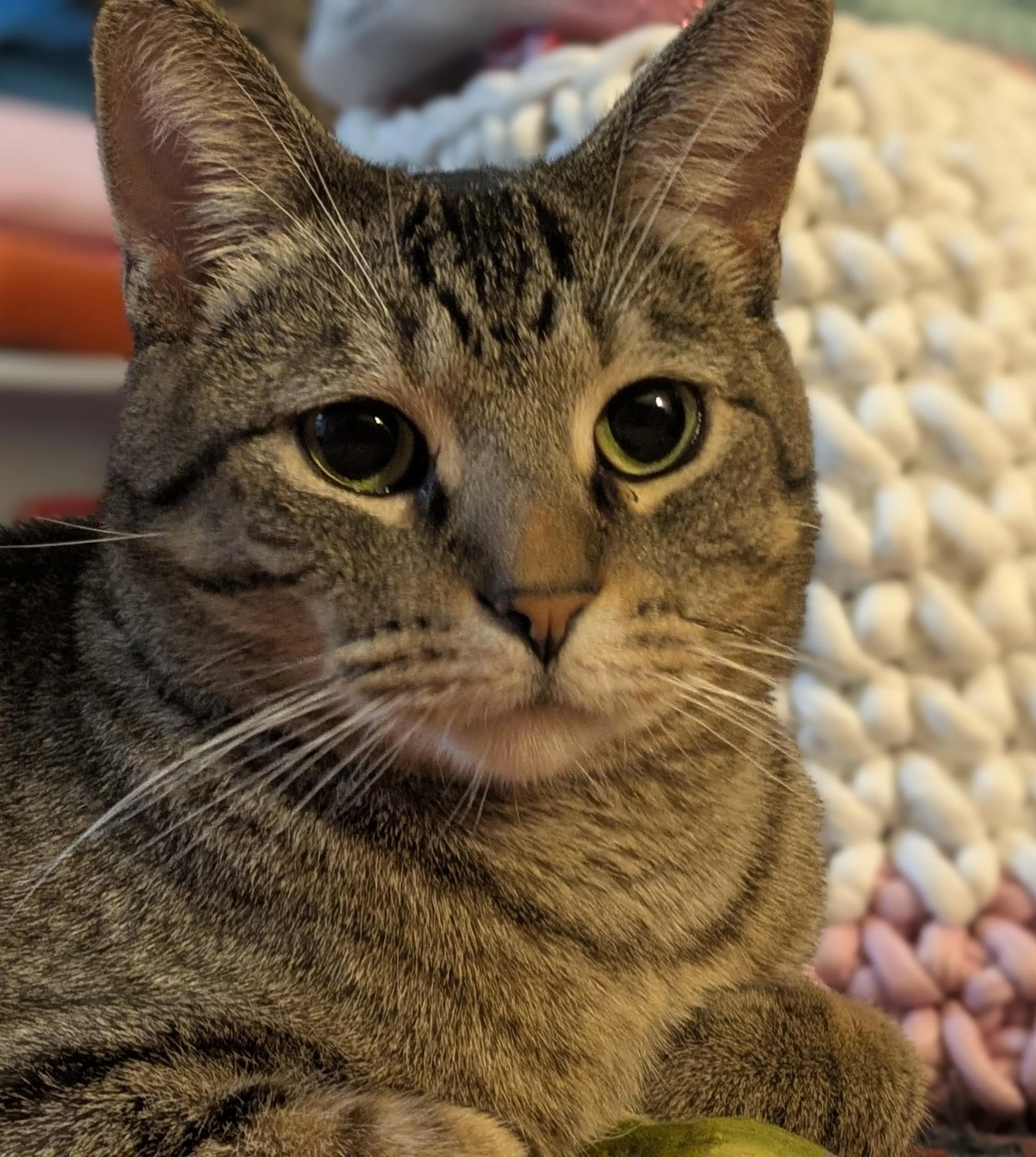 Found pet-0
