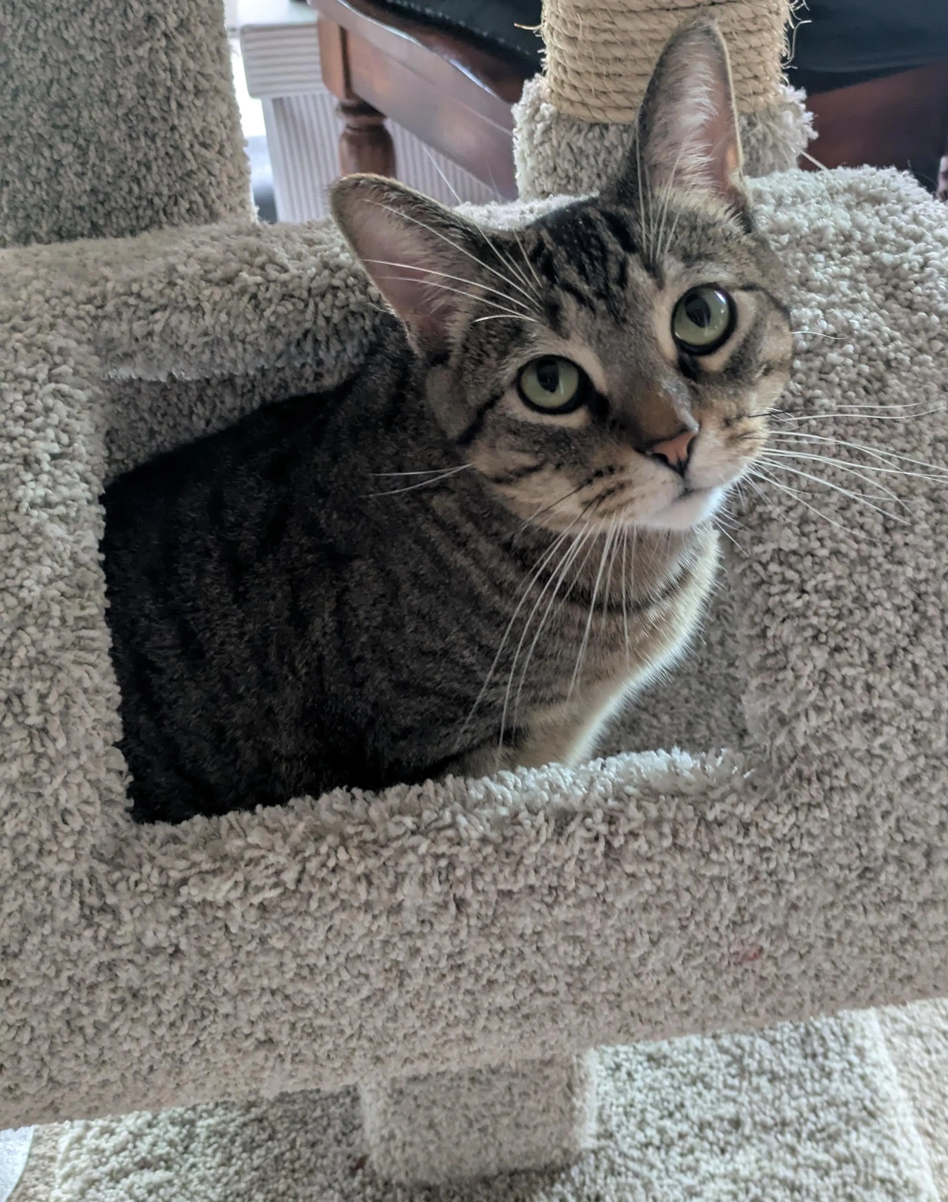 Found pet-3