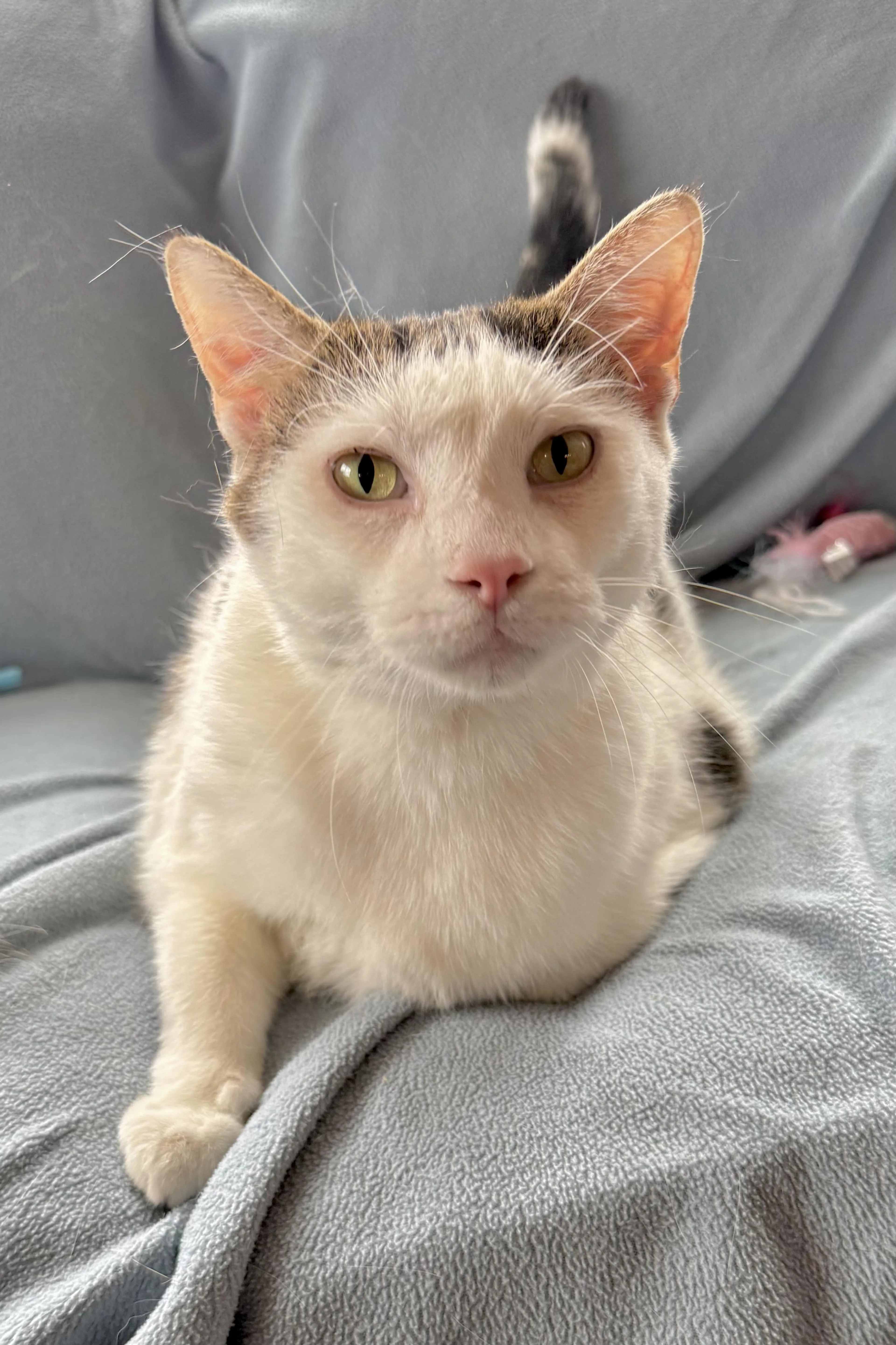 Found pet-0
