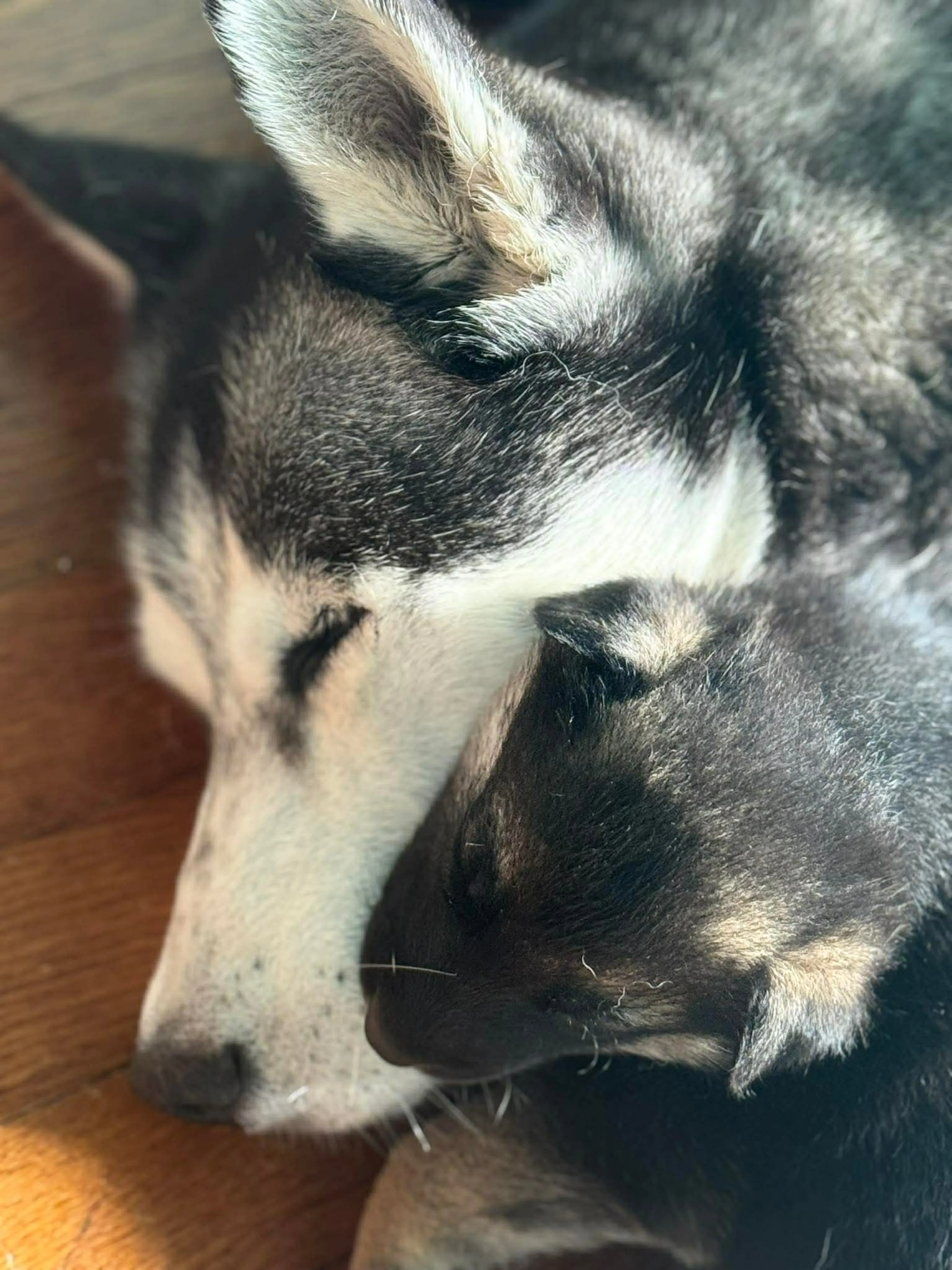 Found pet-8