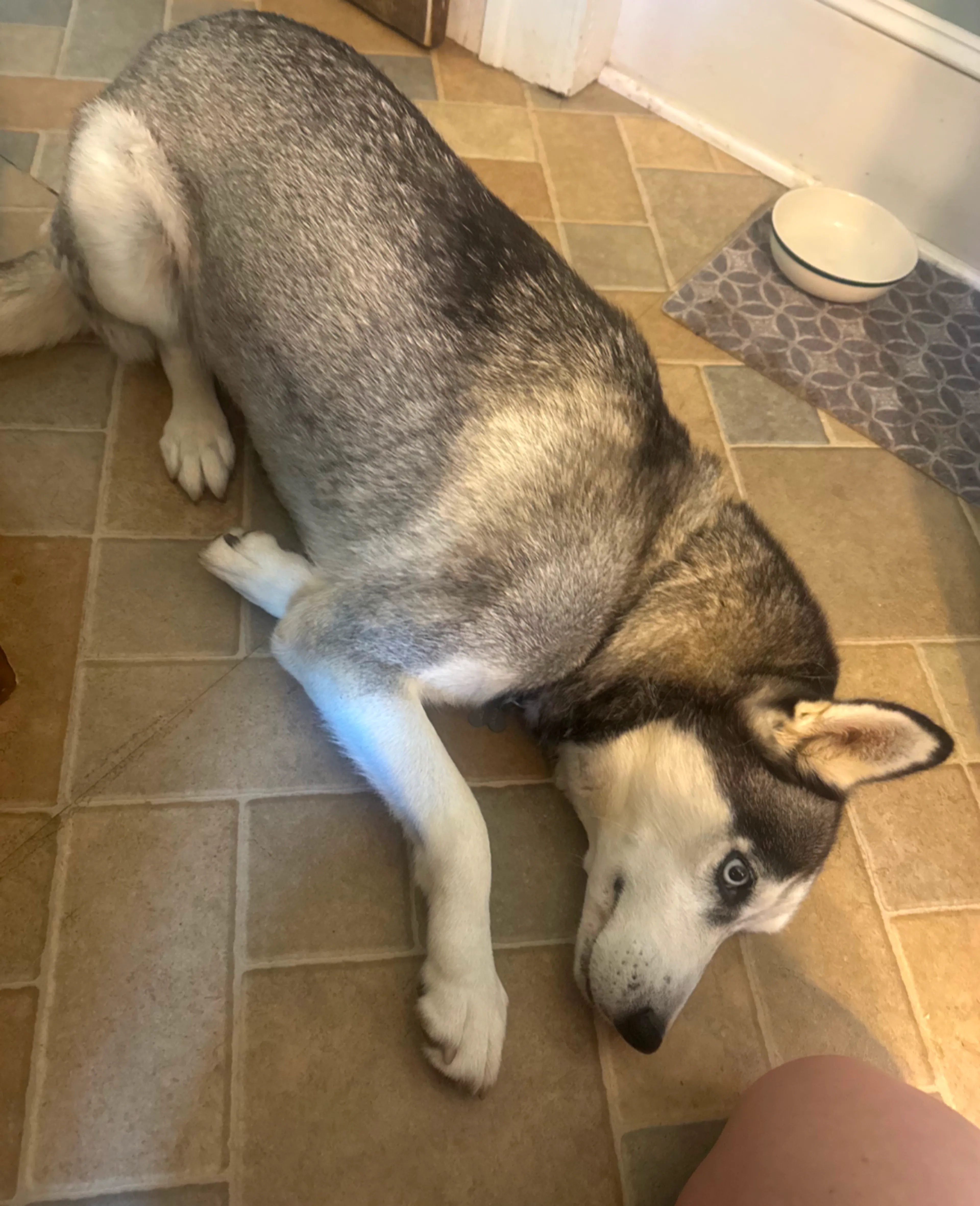 Found pet-2