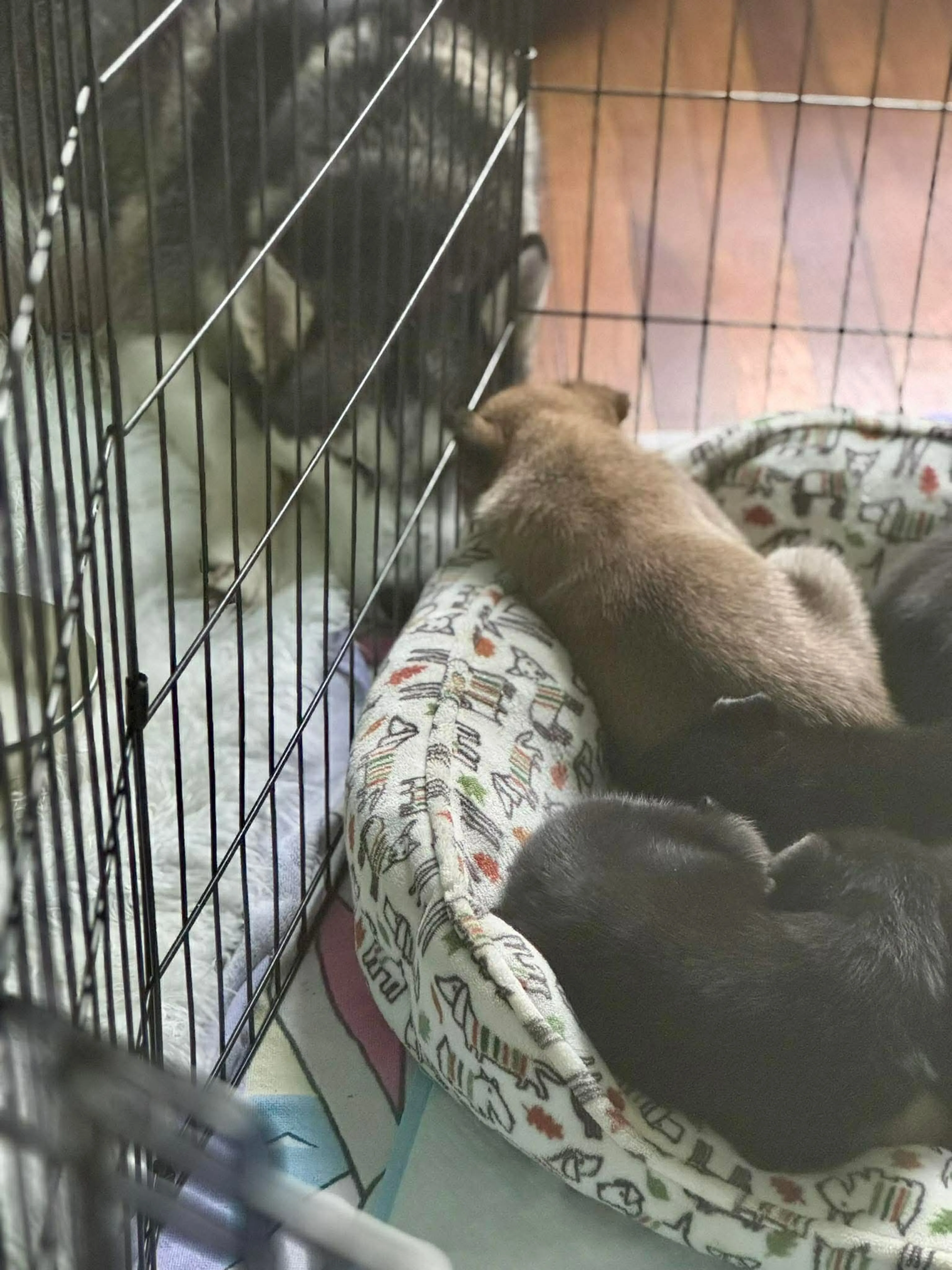 Found pet-9