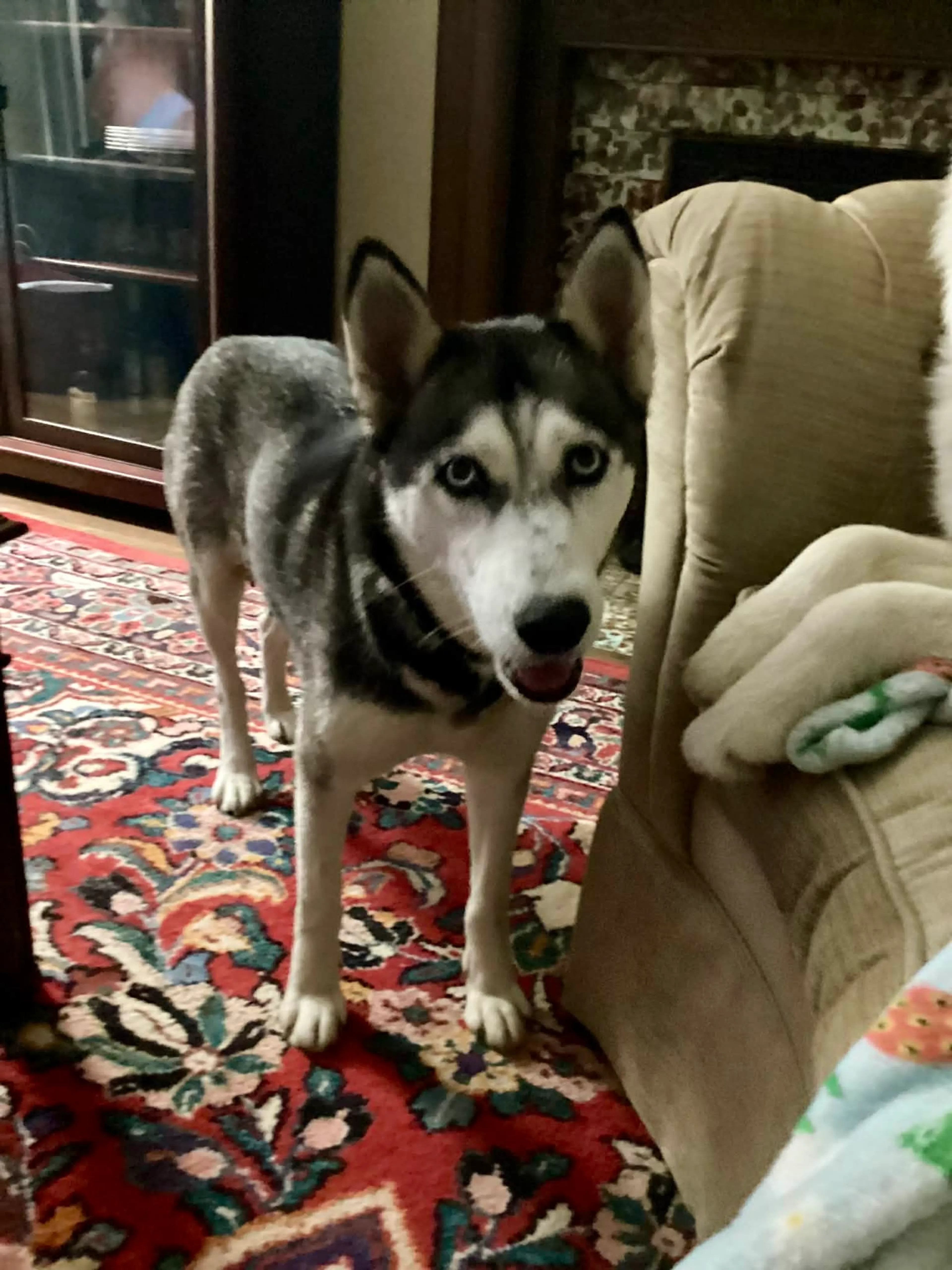 Found pet-4
