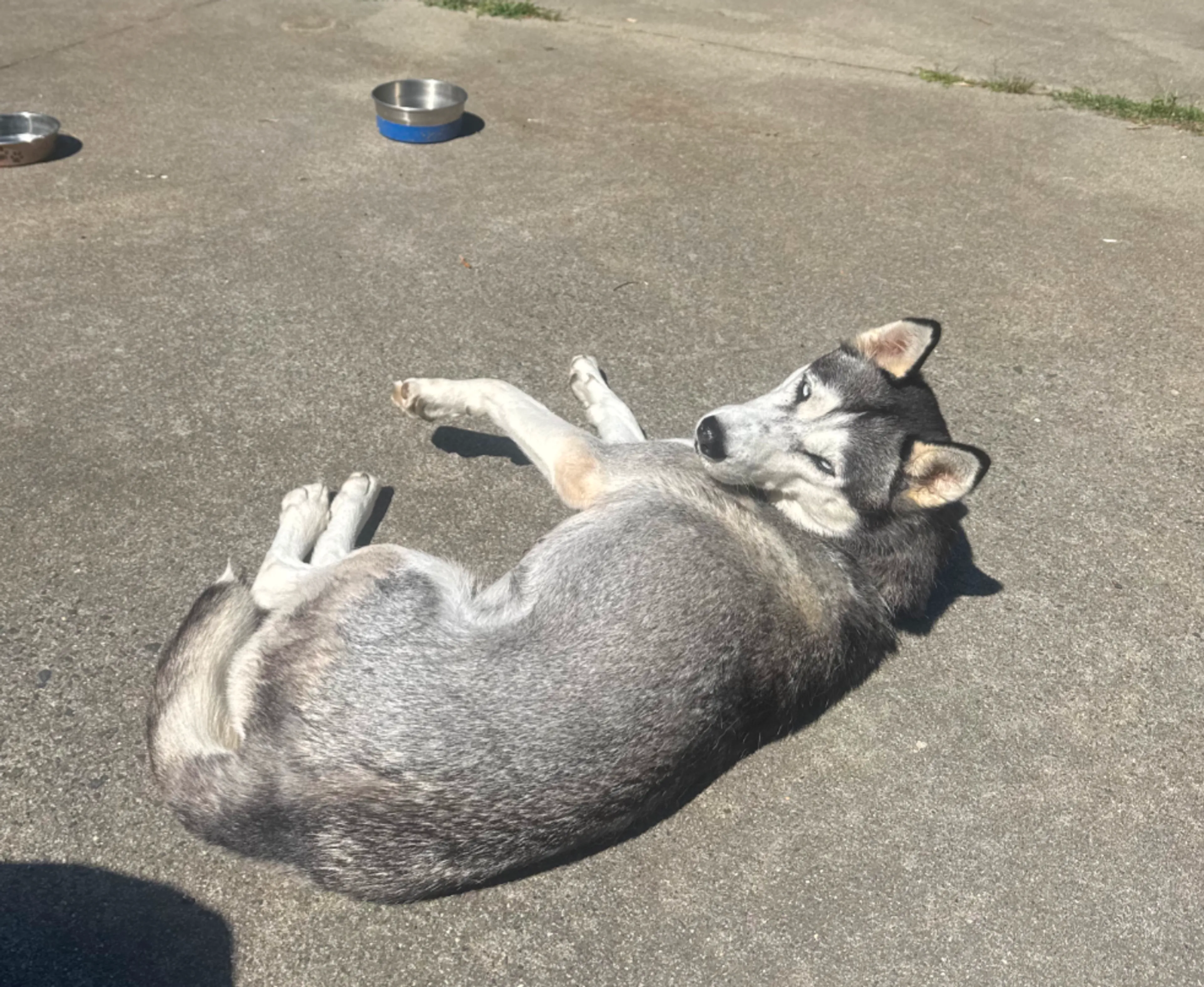 Found pet-3