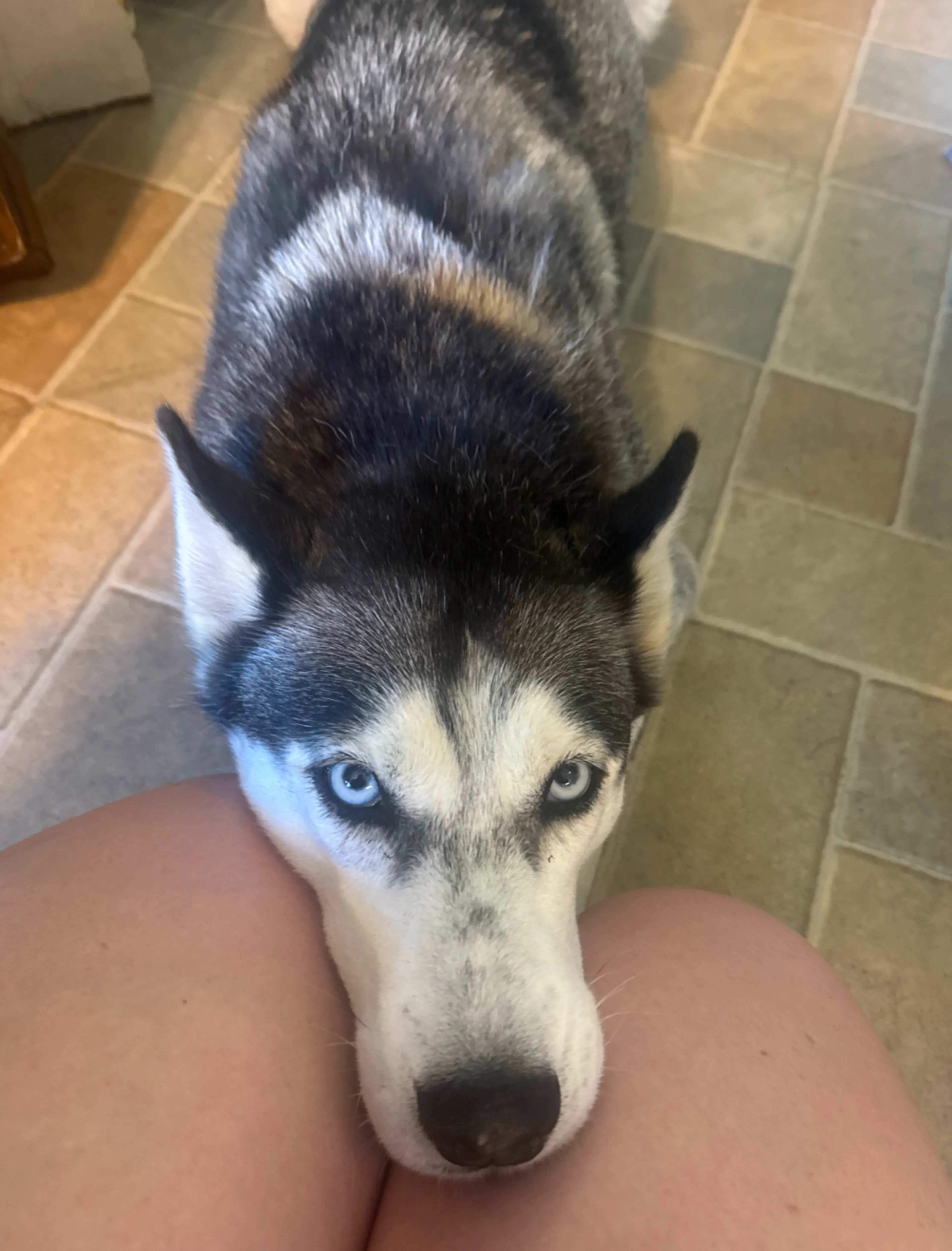 Found pet-1