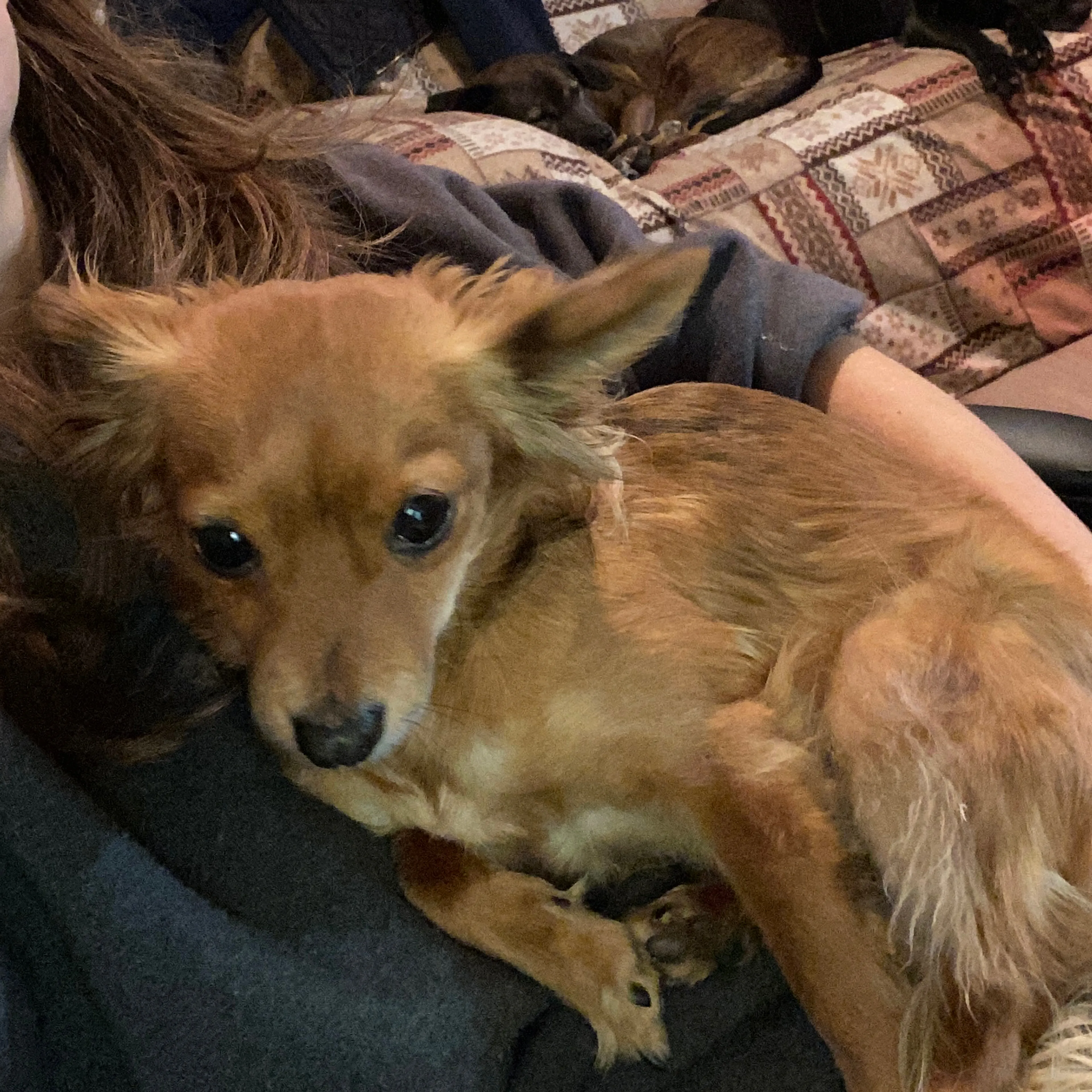 Lost pet-2
