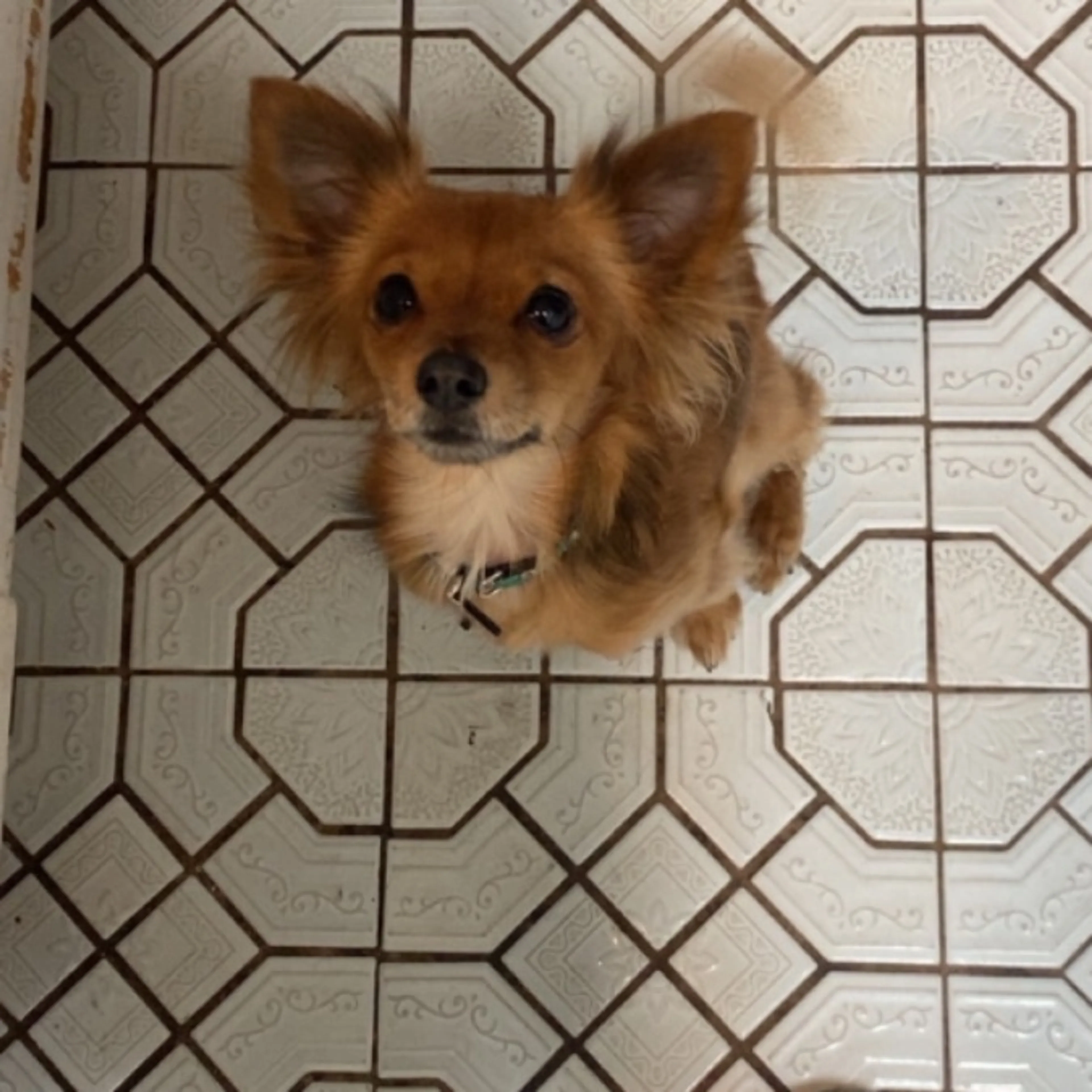 Lost pet-0